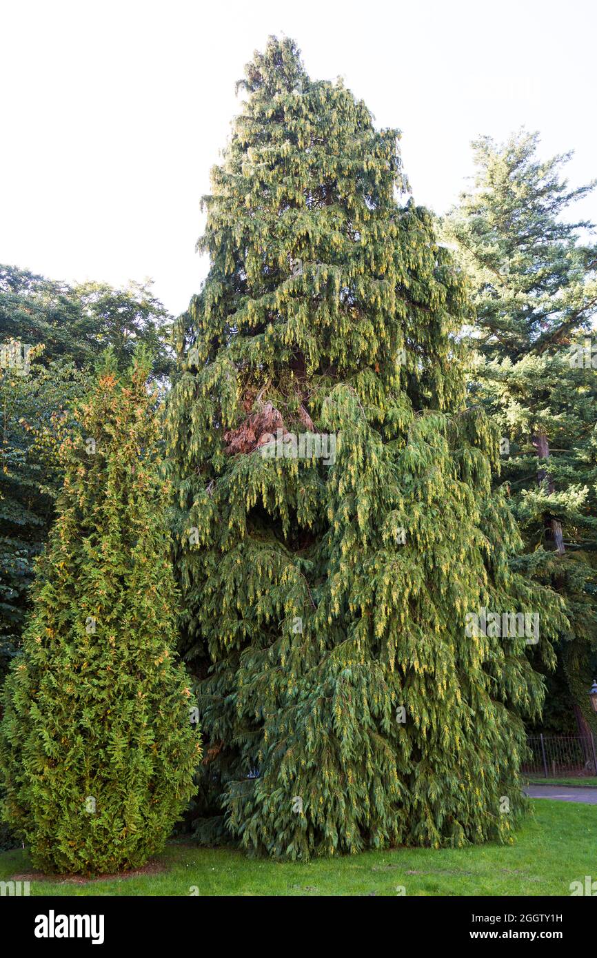 Lawson cypress, Port Orford cedar (Chamaecyparis lawsoniana), single Lawson cypress Stock Photo