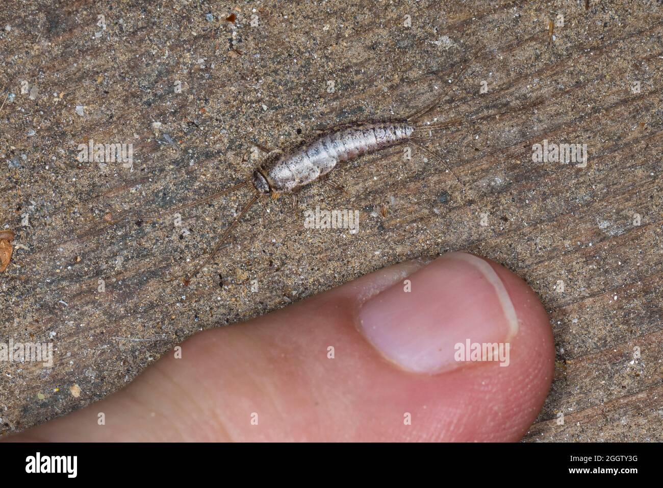 four-lined silverfish (Ctenolepisma lineata, Ctenolepisma lineatum), with finger for size comparison, Germany Stock Photo