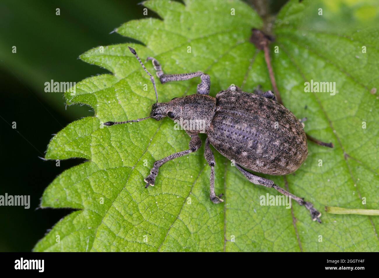 Weevil (Liophloeus tessulatus), sits on a leaf, Germany Stock Photo
