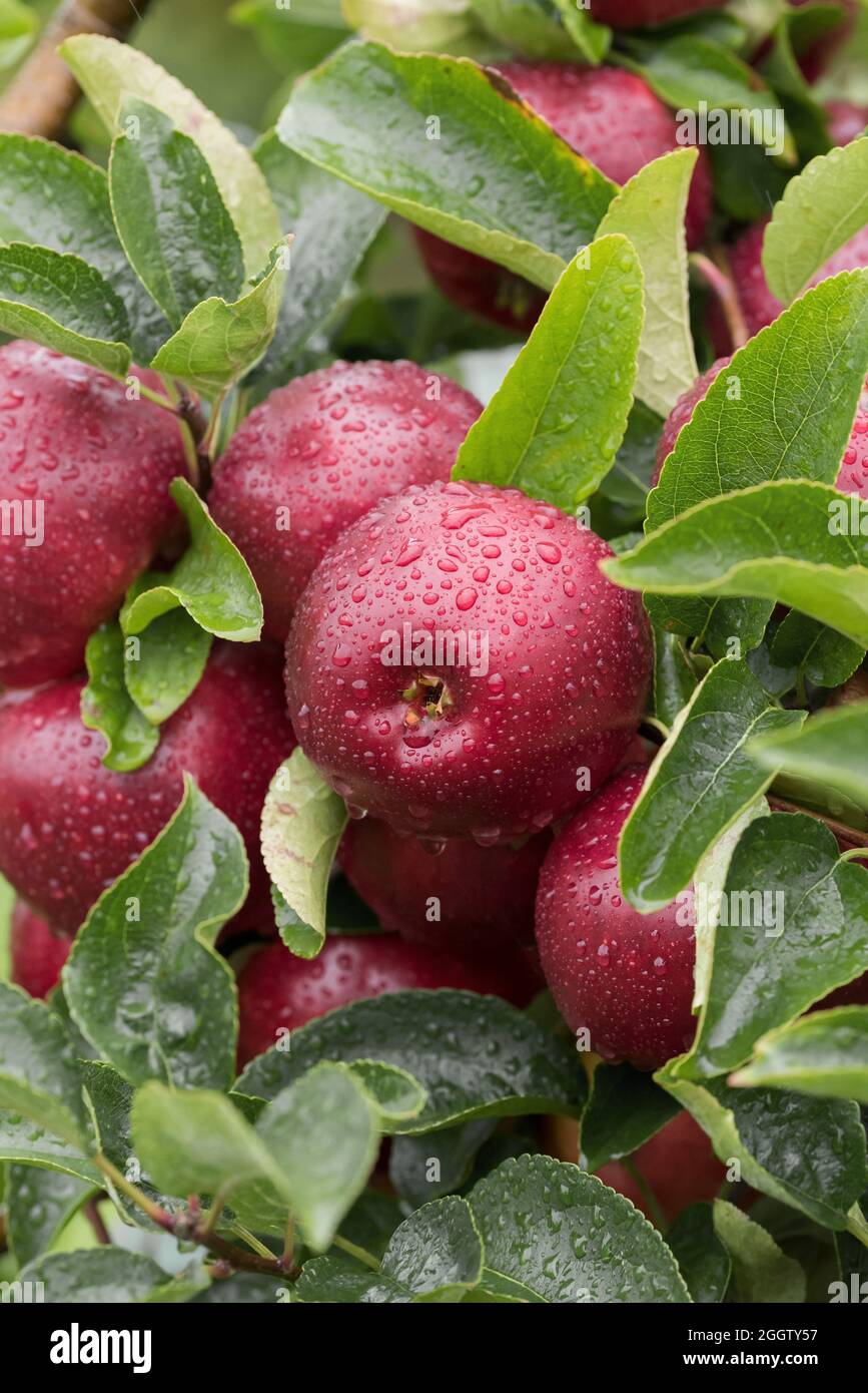 apple (Malus domestica 'Gaia', Malus domestica Gaia), apples on a tre, cultivar Gaia Stock Photo
