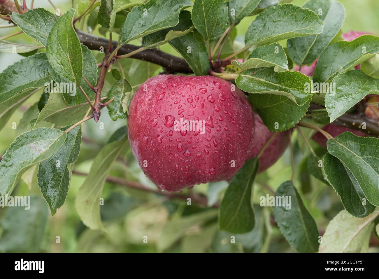 apple (Malus domestica 'Pinett', Malus domestica Pinett), apples on a tre, cultivar Pinett Stock Photo