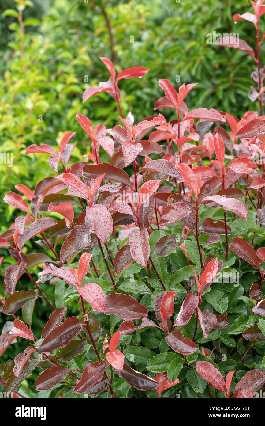 Fraser photinia (Photinia x fraseri 'Camilvy', Photinia x fraseri Camilvy,  Photinia fraseri), leaves of cultivar Camilvy, Germany Stock Photo - Alamy