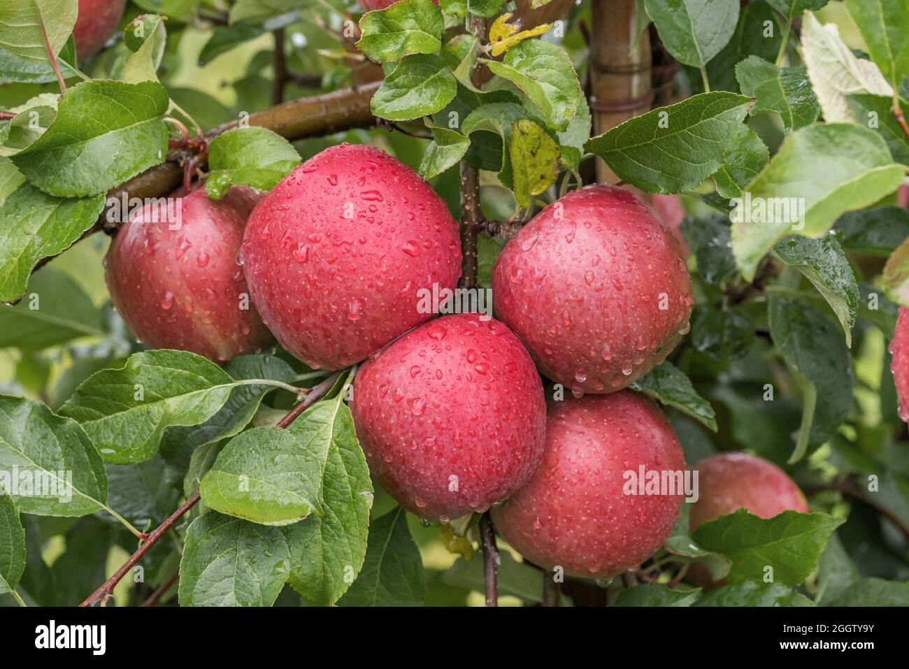 https://c8.alamy.com/comp/2GGTY9Y/apple-malus-domestica-fuji-malus-domestica-fuji-apples-on-a-tre-cultivar-fuji-2GGTY9Y.jpg