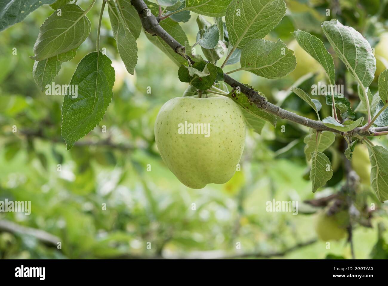 apple (Malus domestica 'Weisser Winterkalvill', Malus domestica Weisser Winterkalvill), apples on a tre, cultivar Weisser Winterkalvill Stock Photo