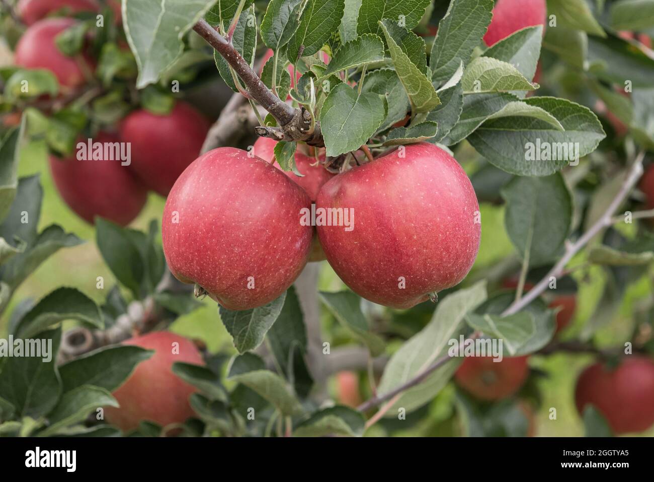 apple (Malus domestica 'Braeburn', Malus domestica Braeburn), apples on