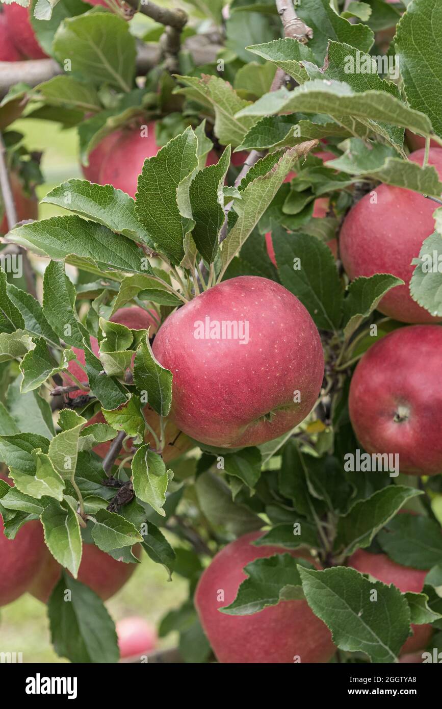 apple (Malus domestica 'Milwa', Malus domestica Milwa), apples on a tre, cultivar Milwa Stock Photo