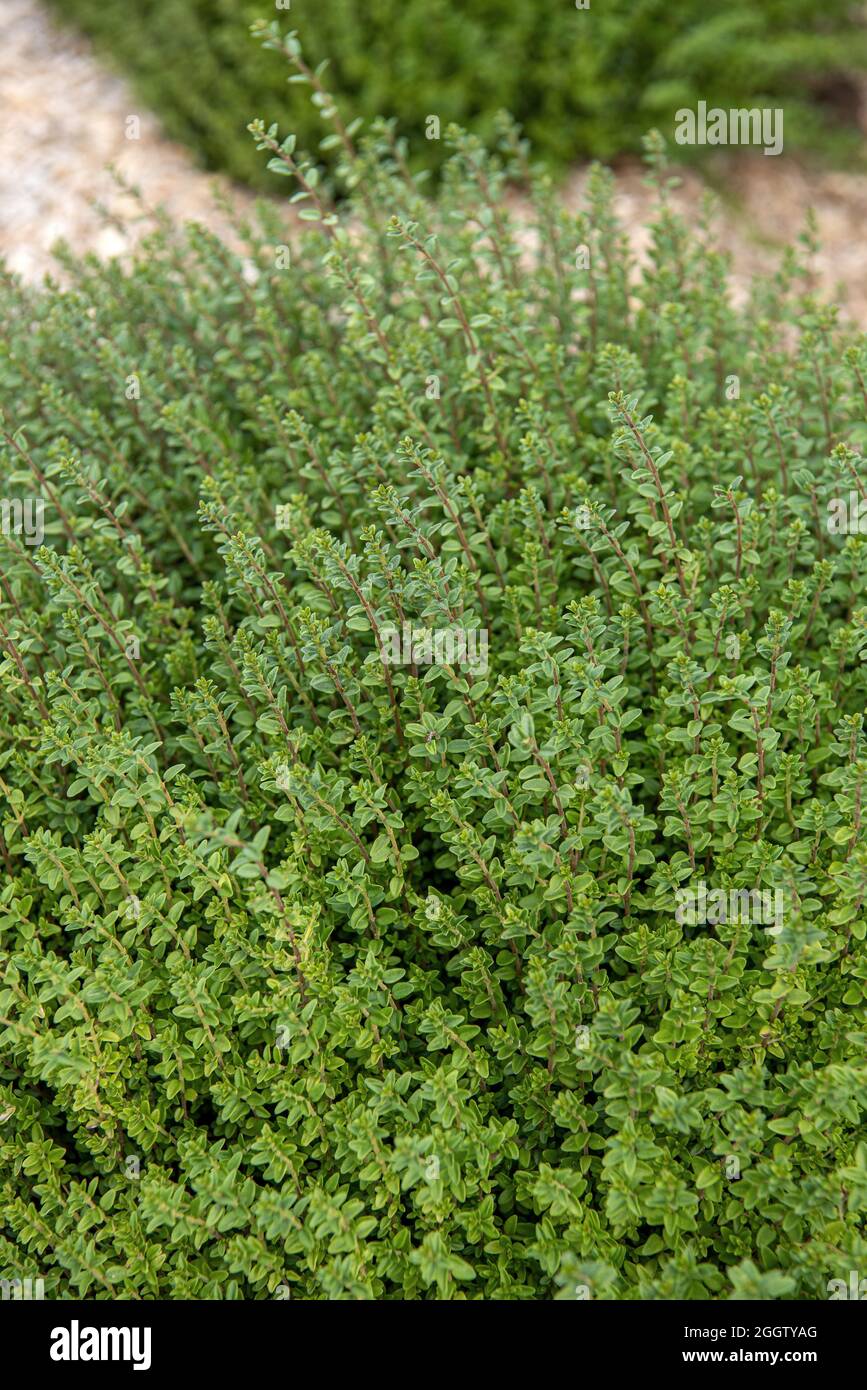 Box honeysuckle, Wilson's honeysuckle (Lonicera nitida 'Tidy Tips', Lonicera nitida Tidy Tips), cultivar Tidy Tips Stock Photo