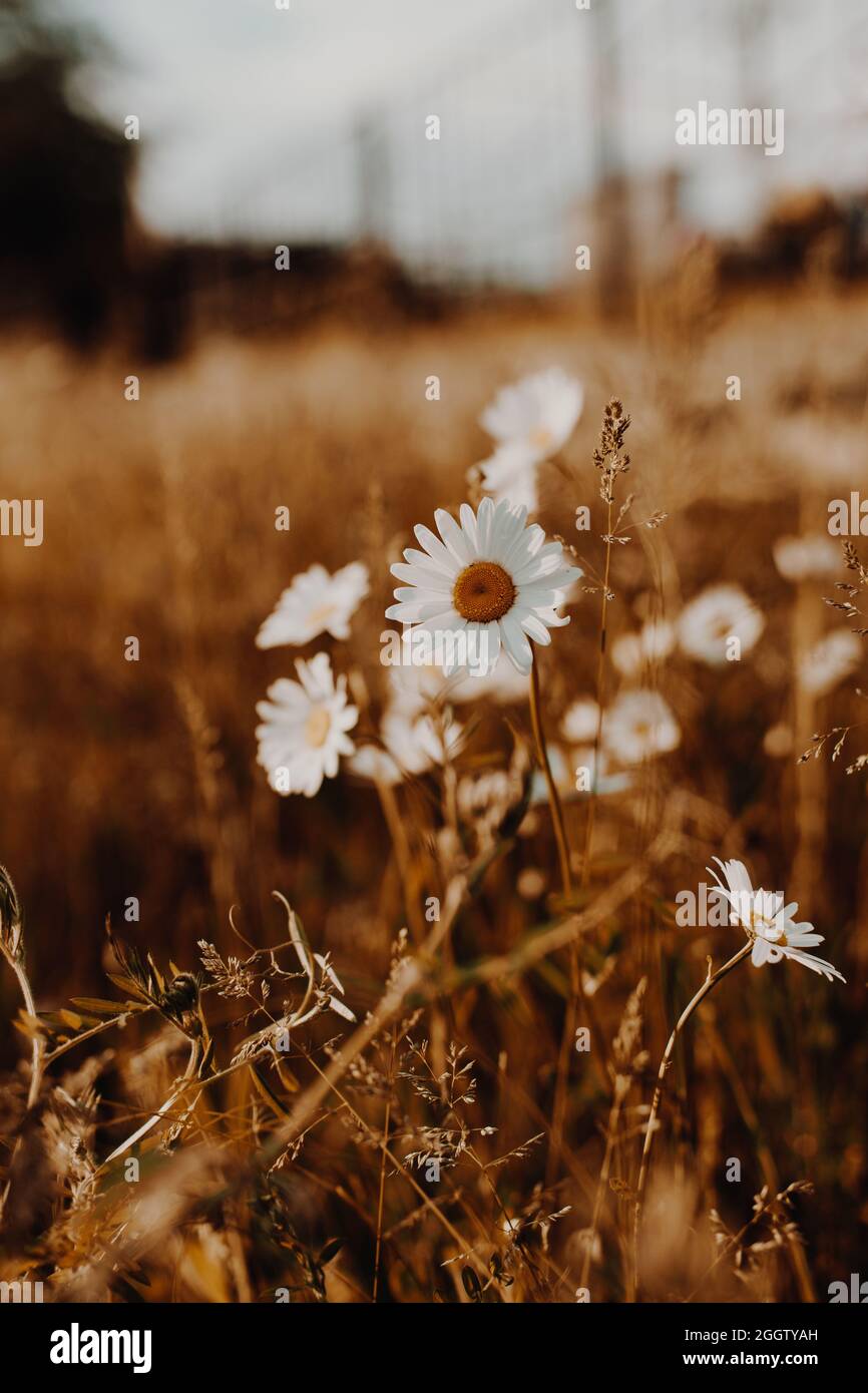 Golden banner wildflower hi-res stock photography and images - Alamy