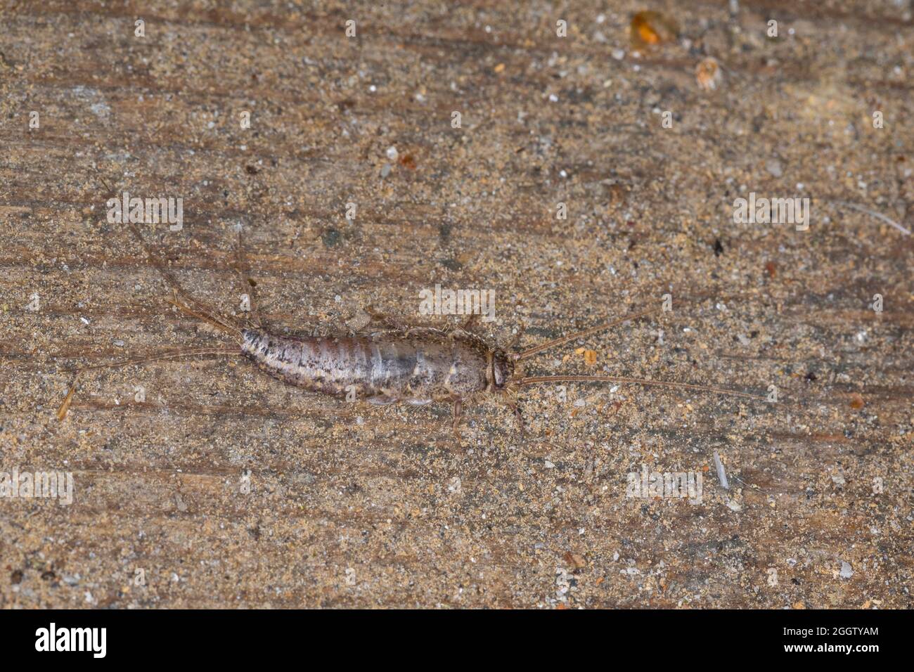 four-lined silverfish (Ctenolepisma lineata, Ctenolepisma lineatum), top view, Germany Stock Photo
