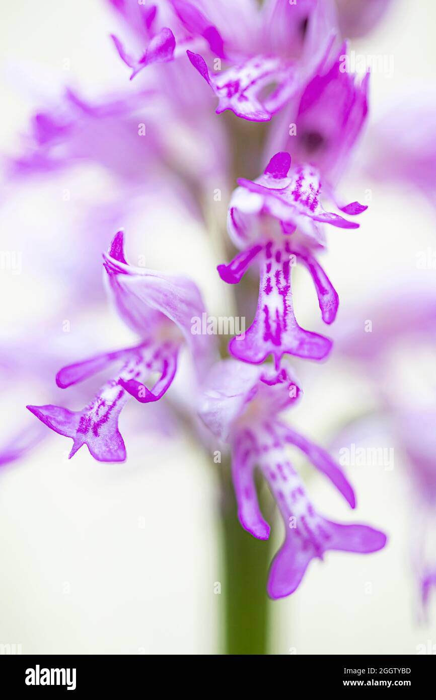 military orchid (Orchis militaris), section from an inflorescence, Germany, Bavaria Stock Photo