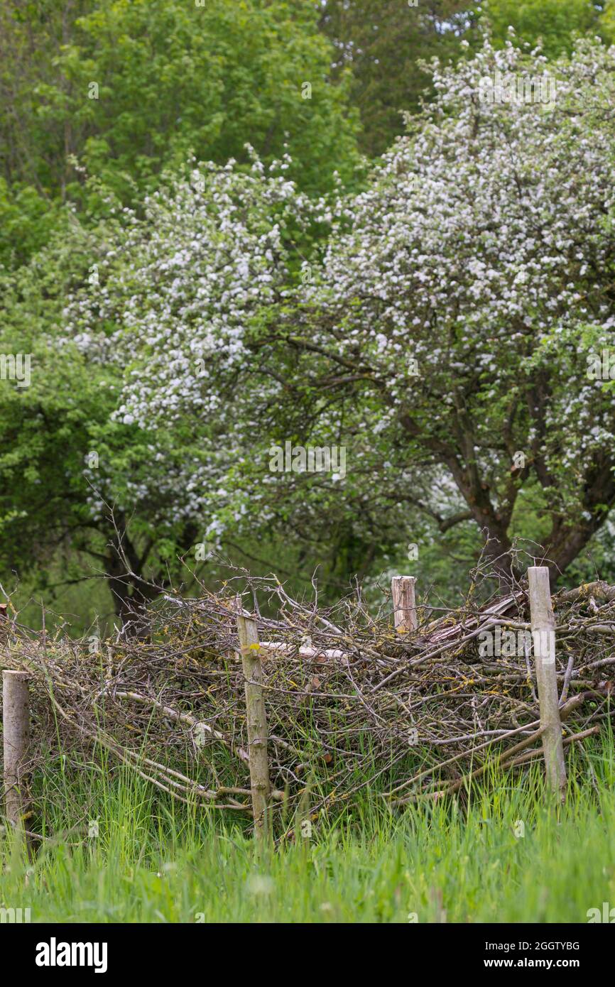 fence, made with brushwood, habitat for a lot of animals, Germany Stock Photo