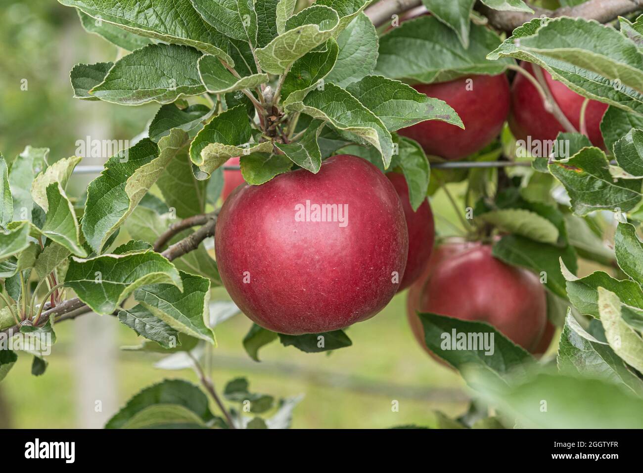 apple (Malus domestica 'Roter Idared', Malus domestica Roter Idared), apples on a tre, cultivar Roter Idared Stock Photo
