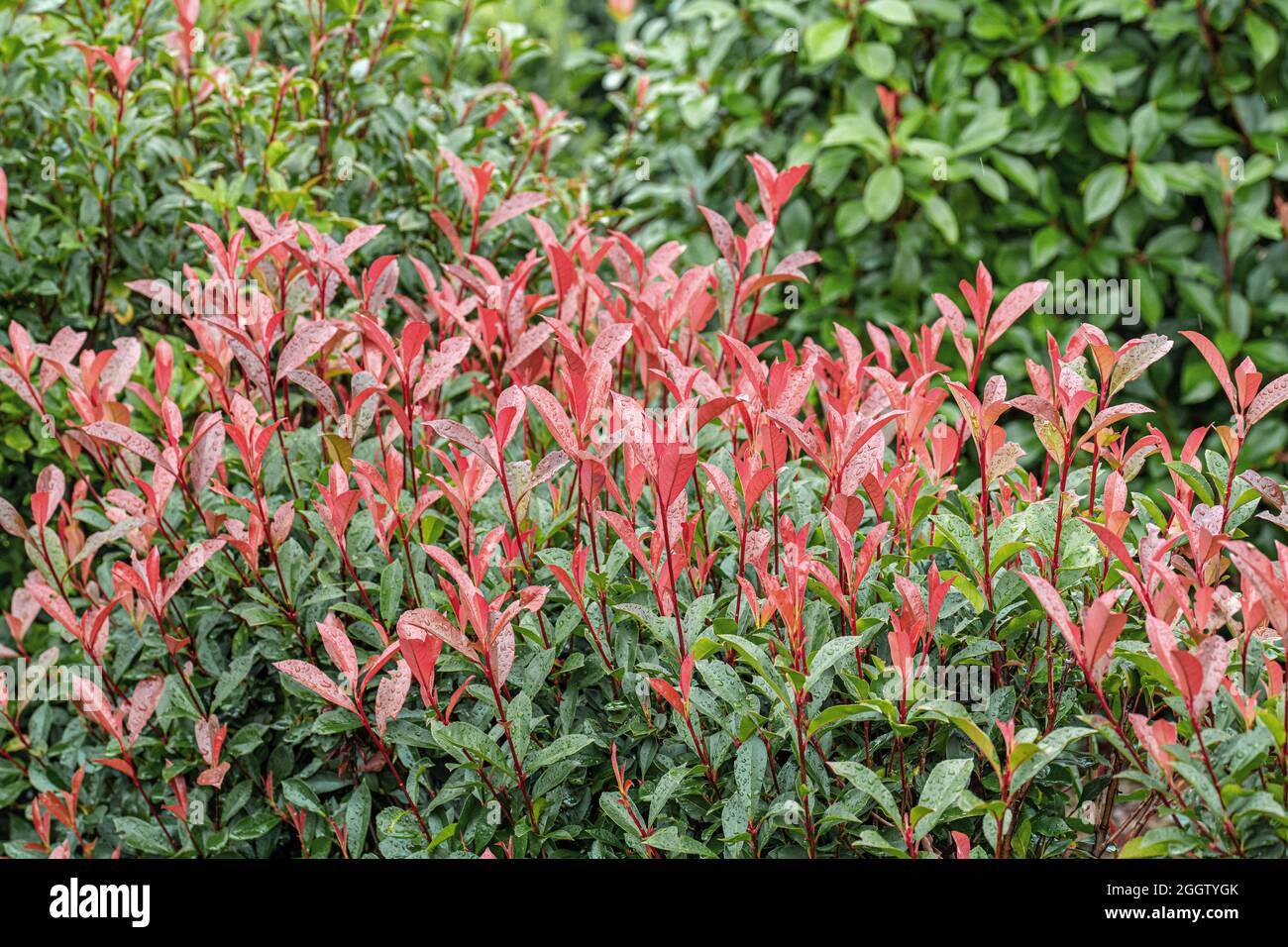 Fraser photinia (Photinia x fraseri 'Carré Rouge', Photinia x fraseri Carré Rouge, Photinia fraseri), leaves of cultivar Carré Rouge, Germany Stock Photo