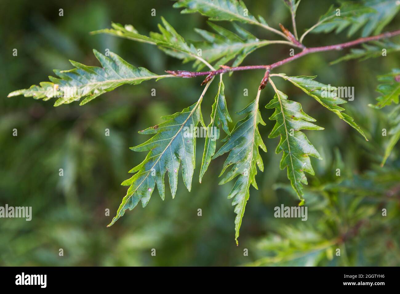 Sliced-leaved beech (Fagus sylvatica f. laciniata), twig with leaves Stock  Photo - Alamy
