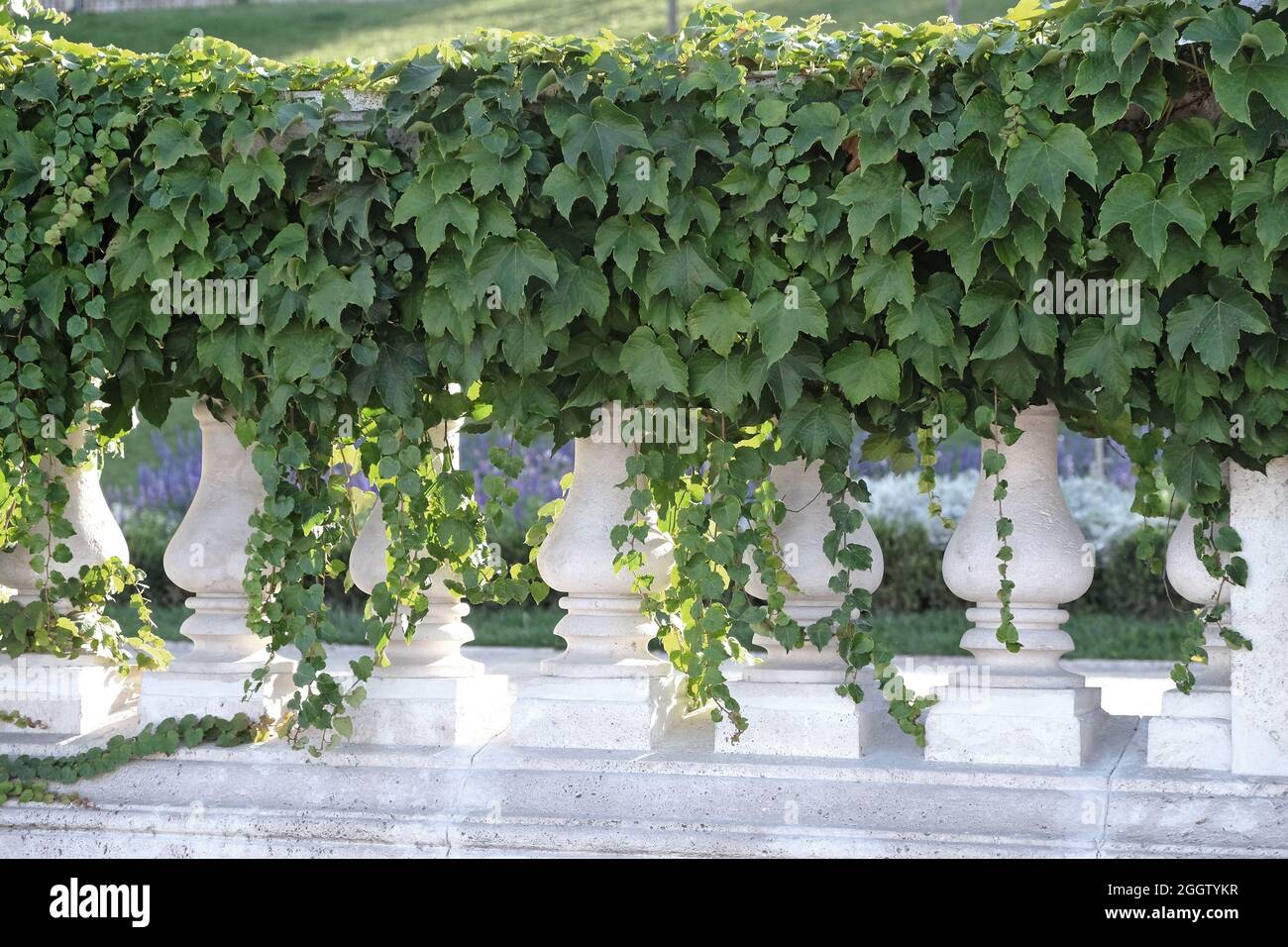 Boston ivy, Japanese creeper (Parthenocissus tricuspidata 'Veitchii', Parthenocissus tricuspidata Veitchii, Ampelopsis veitchii), cultivar Veitchii Stock Photo