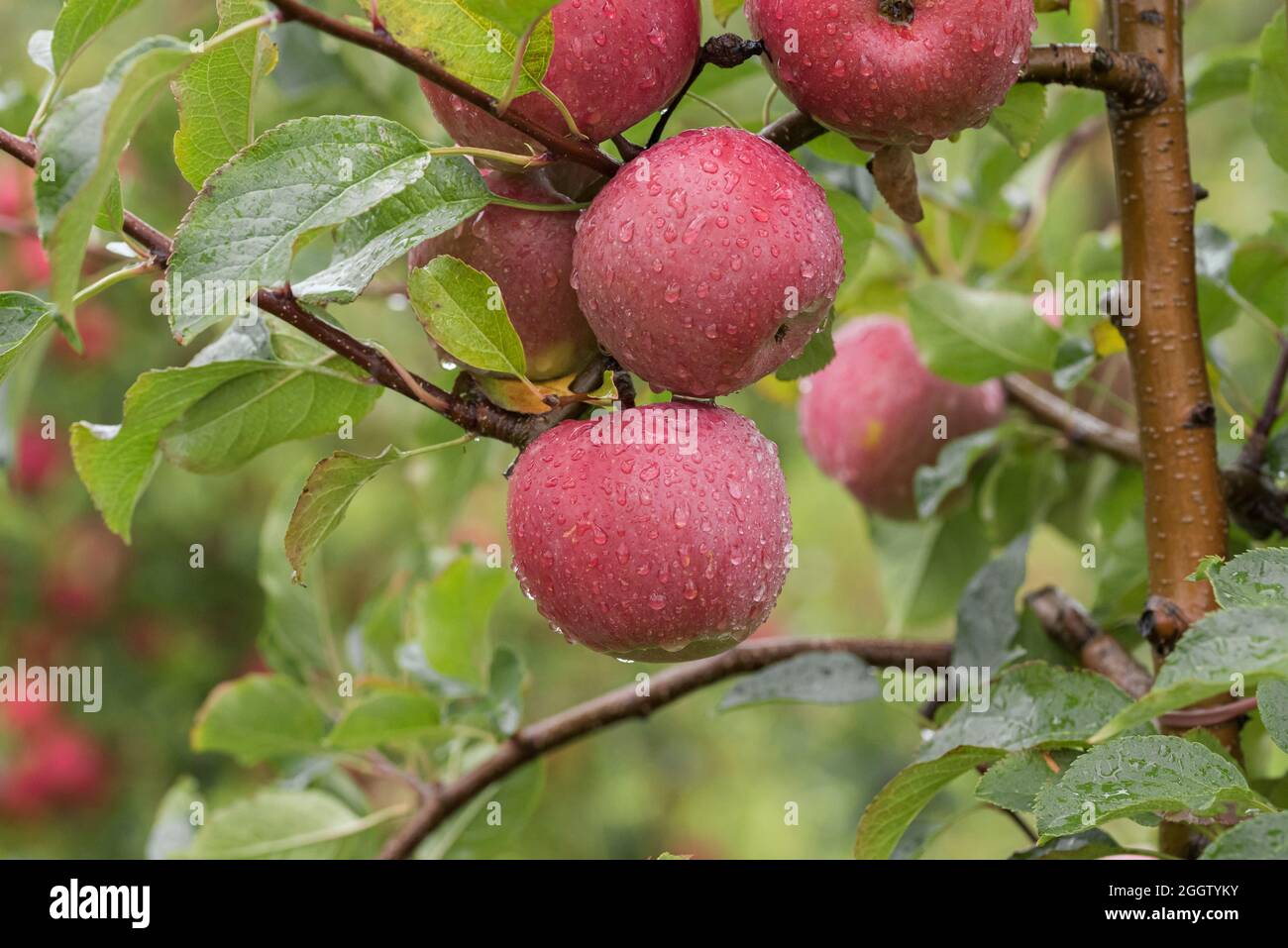 apple (Malus domestica 'Fuji', Malus domestica Fuji), apples on a tre