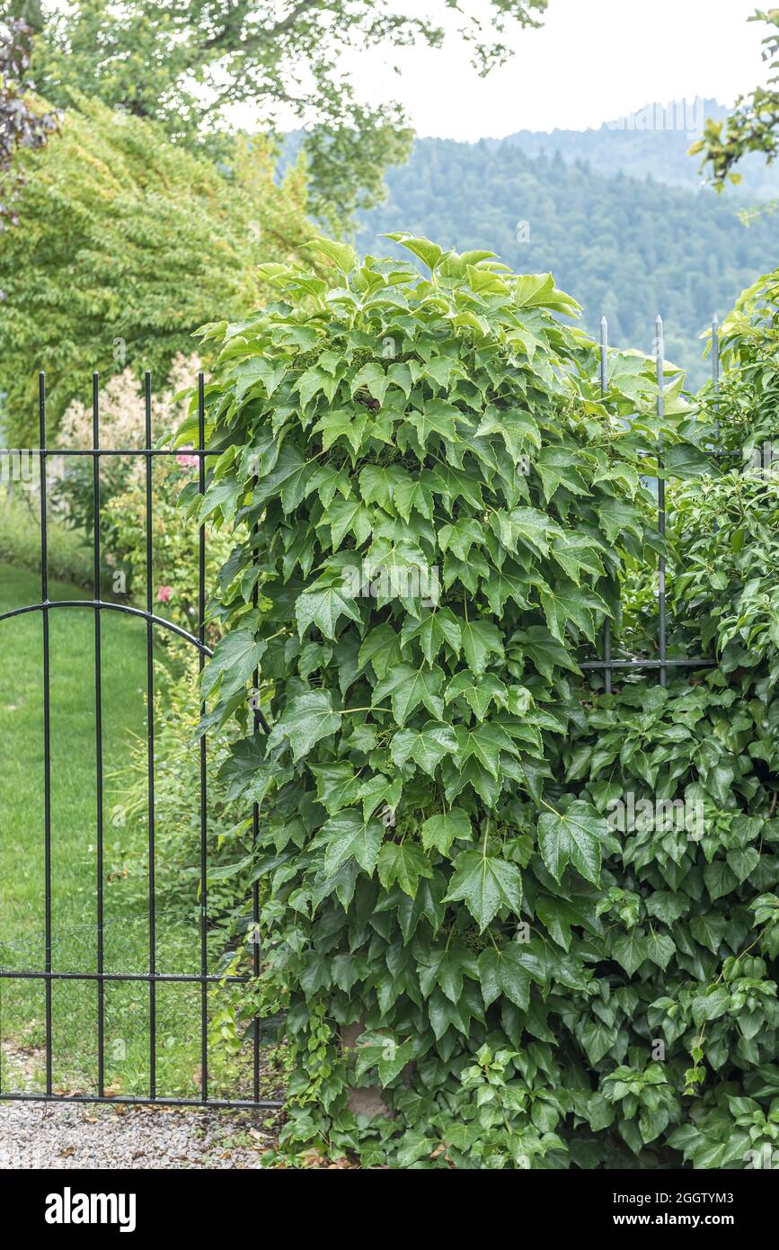 Boston ivy, Japanese creeper (Parthenocissus tricuspidata 'Veitchii', Parthenocissus tricuspidata Veitchii, Ampelopsis veitchii), on a fence, Stock Photo
