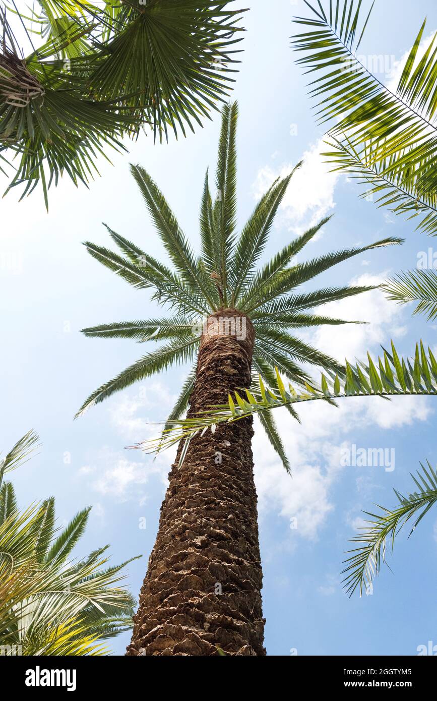 Canary island date palm (Phoenix canariensis), Germany, Baden-Wuerttemberg, island Mainau Stock Photo