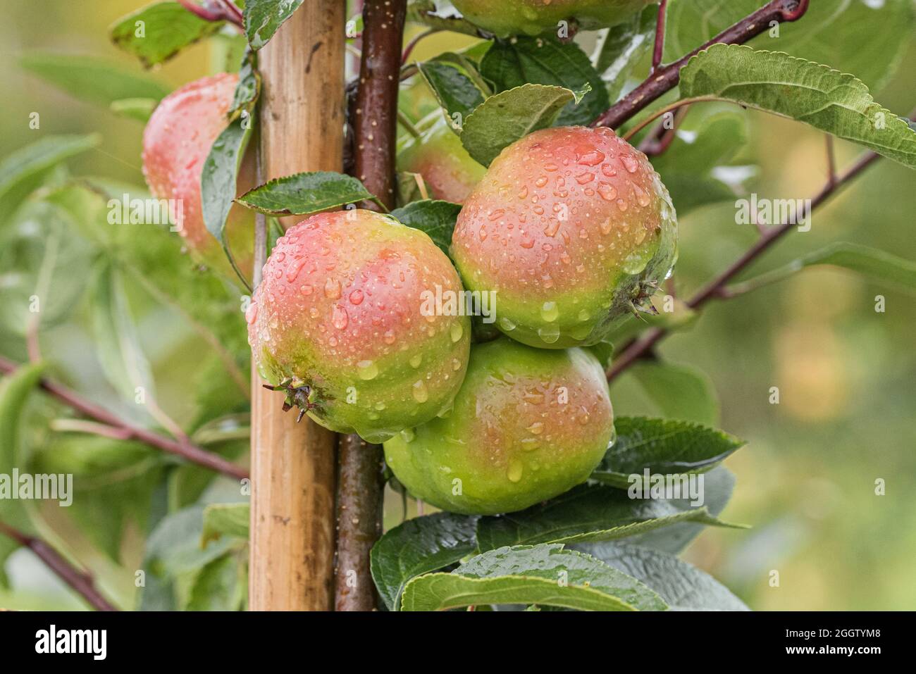 apple (Malus domestica 'Api Étoilé', Malus domestica Api Étoilé), apples on a tre, cultivar 'Api Étoilé' Stock Photo