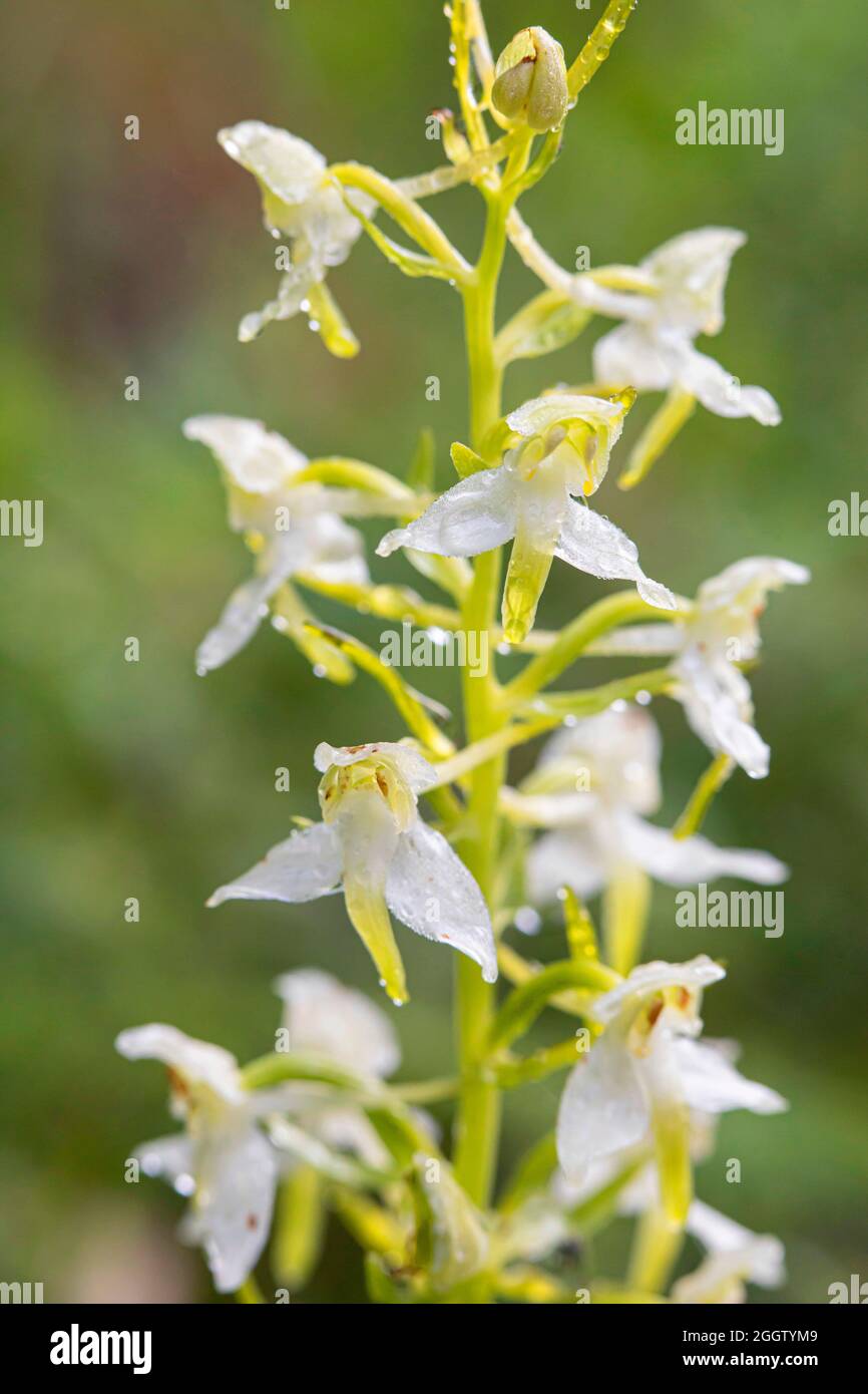 greater butterfly-orchid (Platanthera chlorantha), inflorescence, Germany, Bavaria Stock Photo