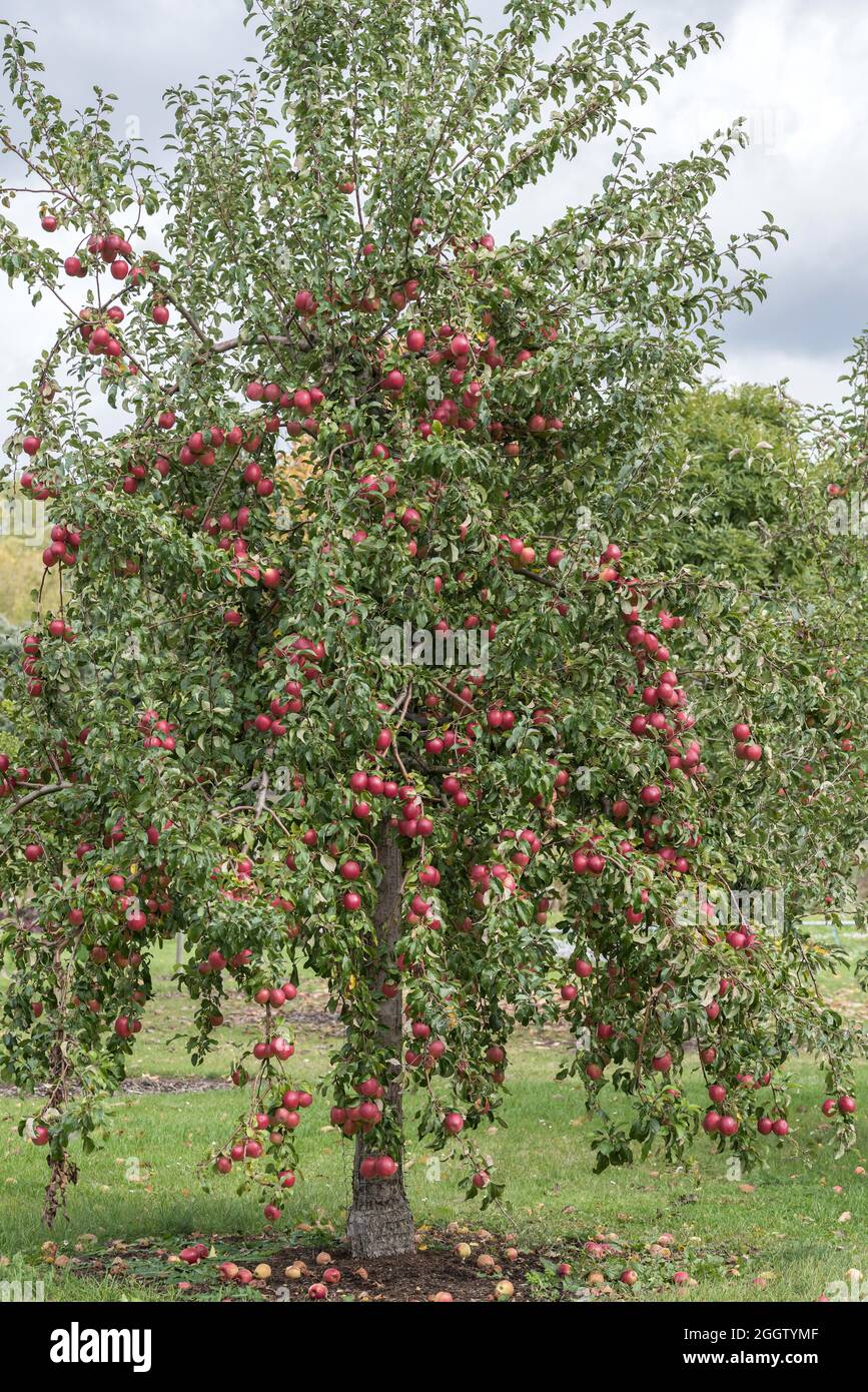 apple (Malus domestica 'Rewena', Malus domestica Rewena), apples on a tre, cultivar Rewena Stock Photo
