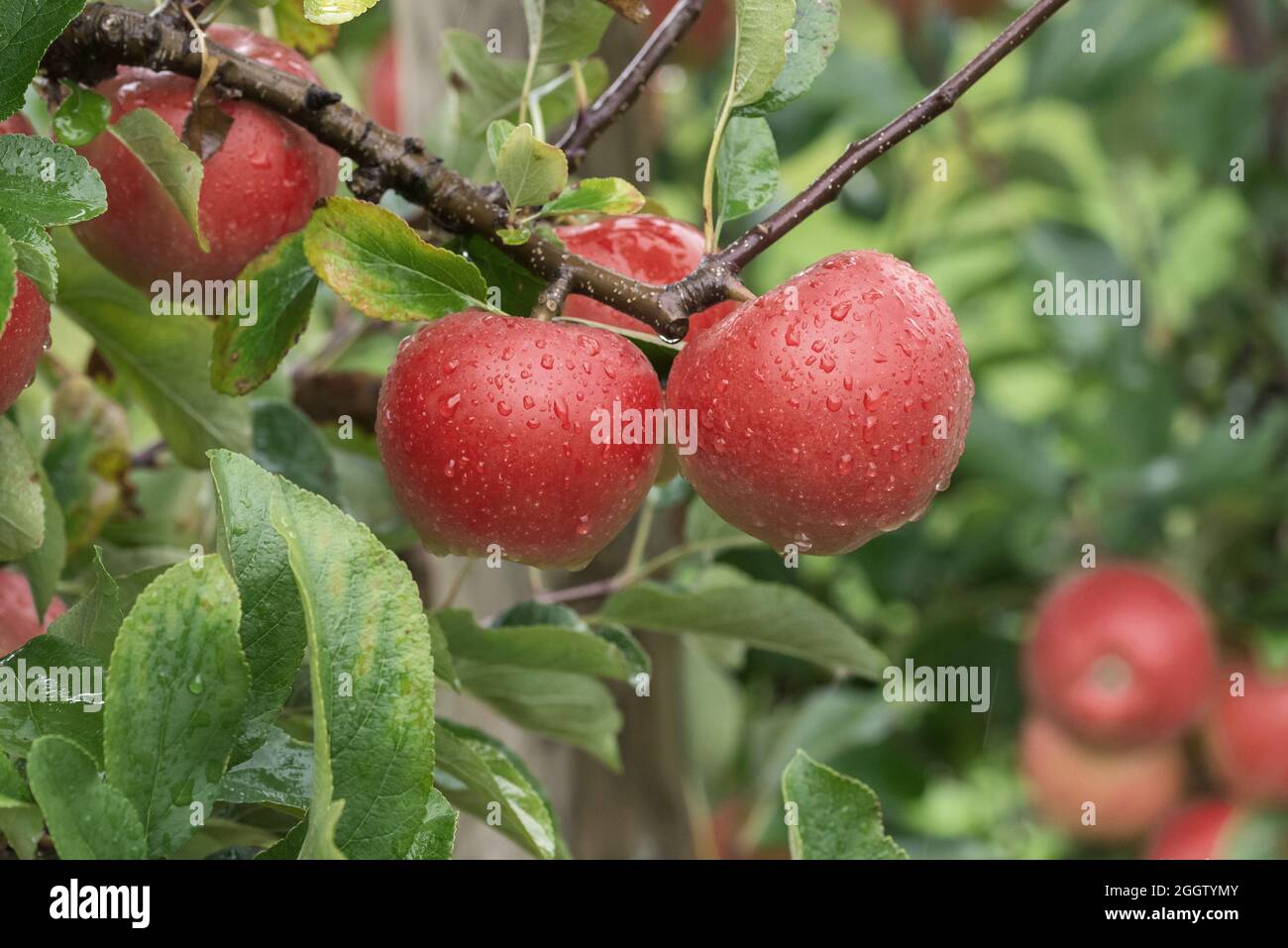 apple (Malus domestica 'Kanzi', Malus domestica Kanzi), apples on a tre