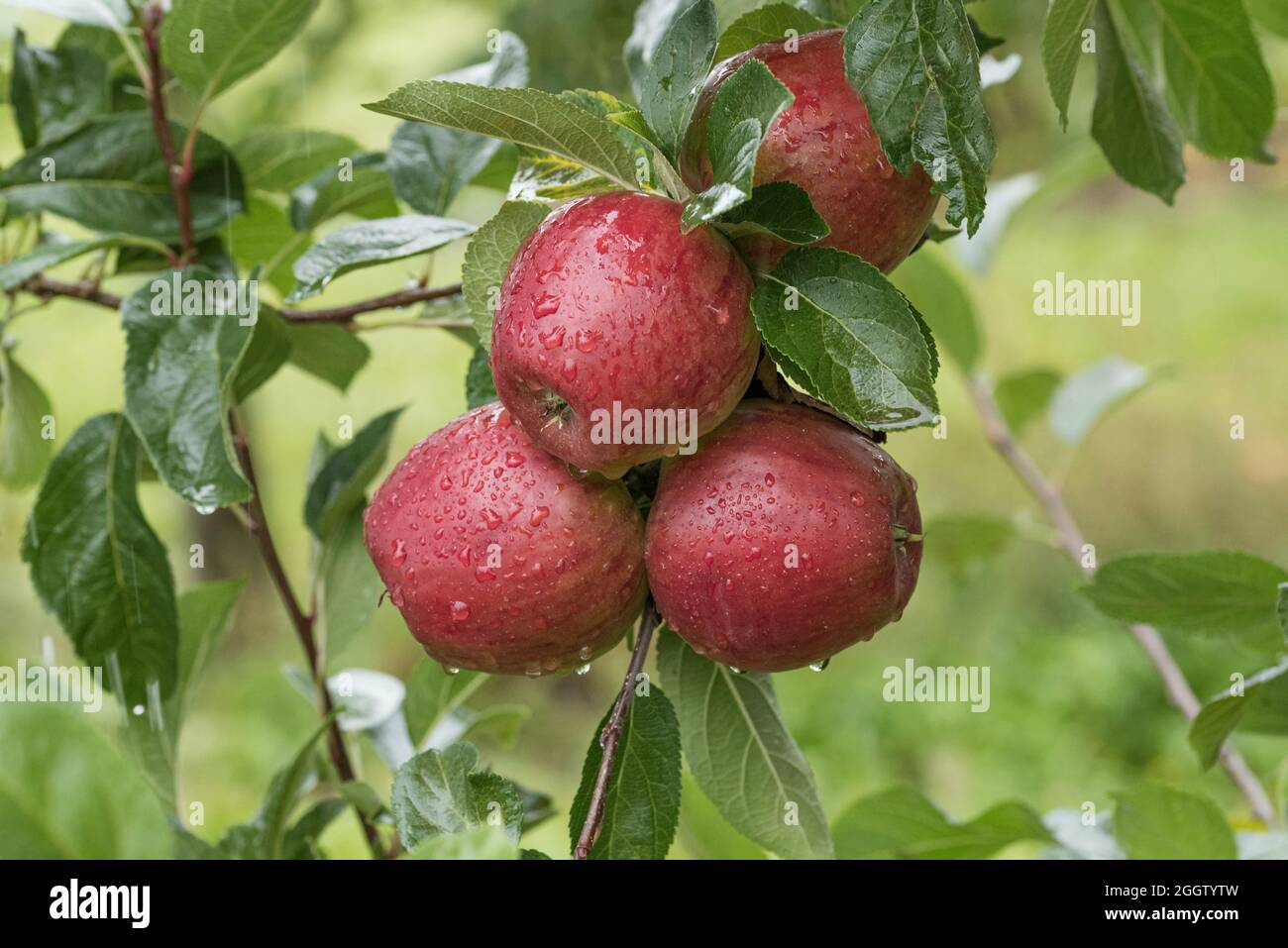 apple (Malus domestica 'Kent', Malus domestica Kent), apples on a tre, cultivar Kent Stock Photo