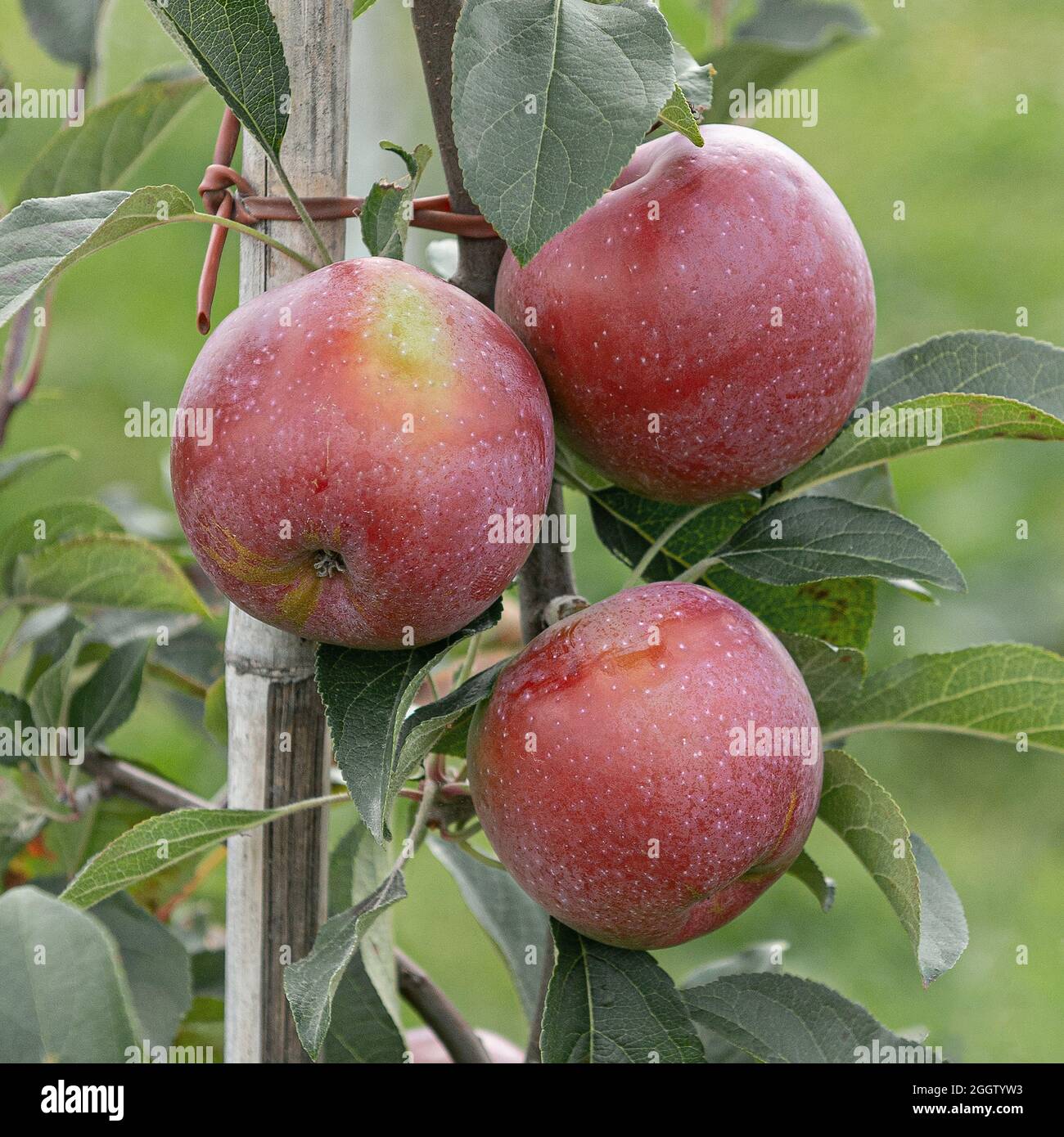 apple (Malus domestica 'Berner Rosenapfel', Malus domestica Berner Rosenapfel), apples on a tre, cultivar Berner Rosenapfel Stock Photo