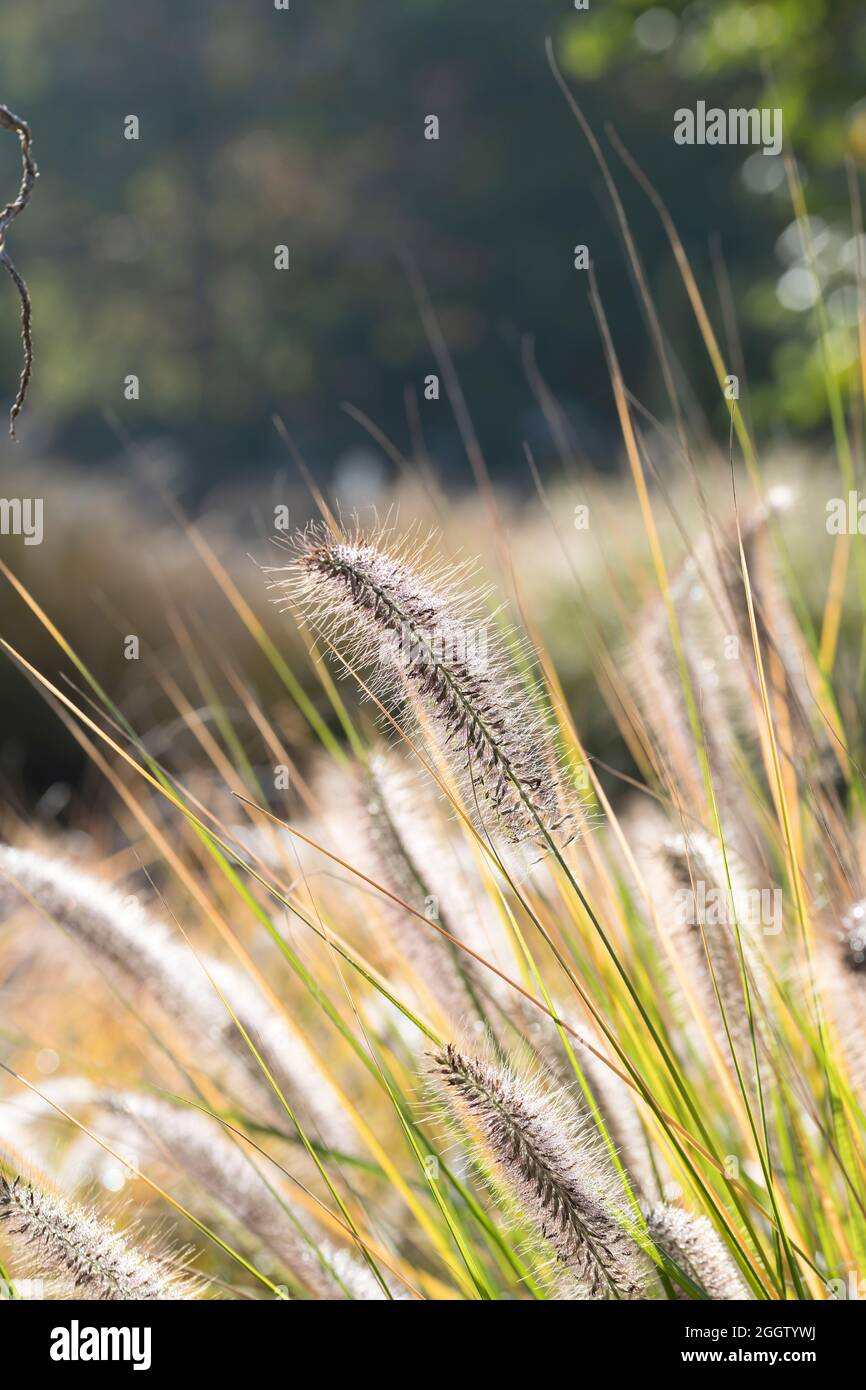 fountain grass (Pennisetum alopecuroides 'Hameln', Pennisetum alopecuroides Hameln), inflorescence, cultivar Hameln Stock Photo