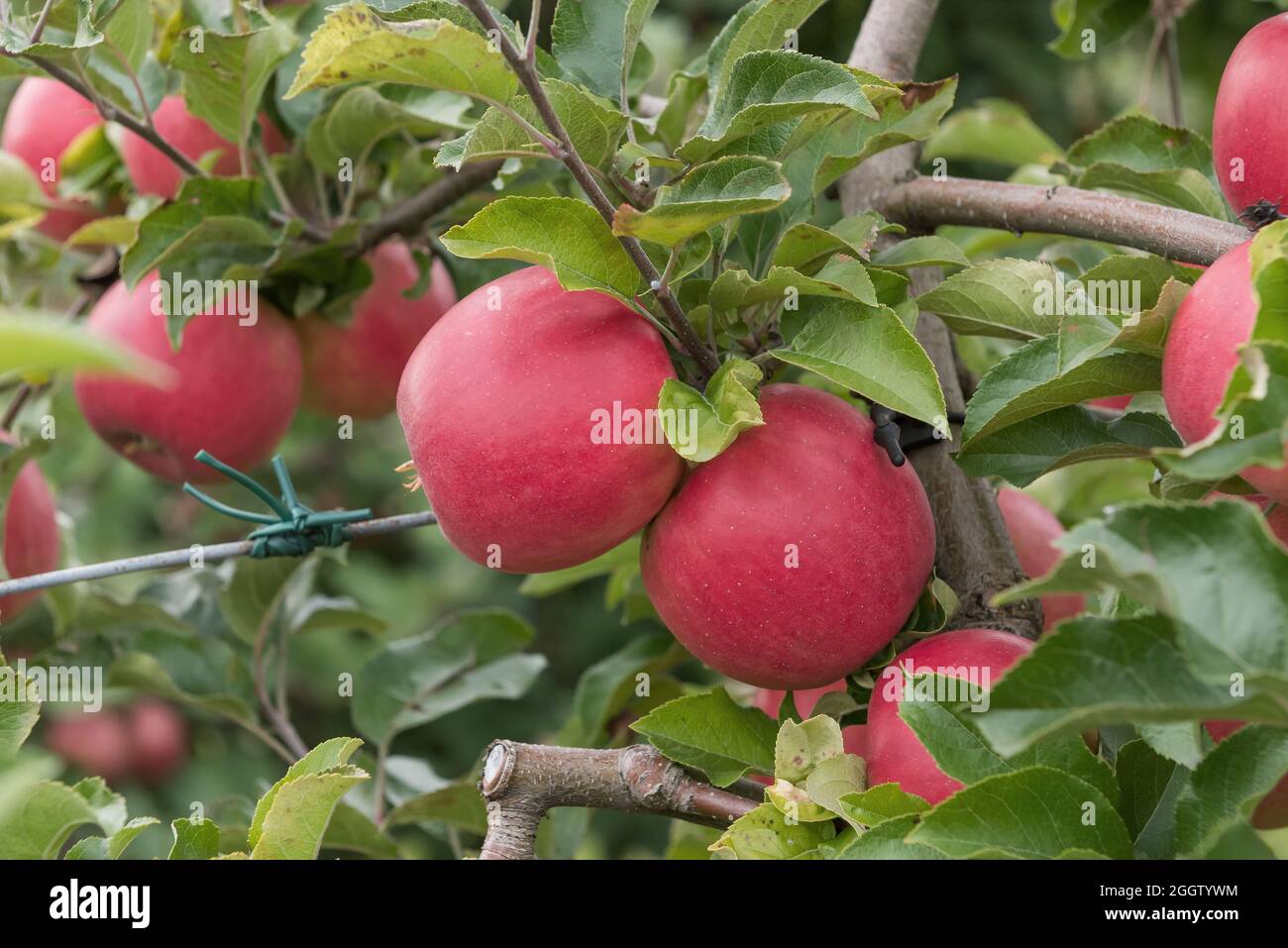 apple (Malus domestica 'Gradirose', Malus domestica Gradirose), apples on a tre, cultivar Gradirose Stock Photo