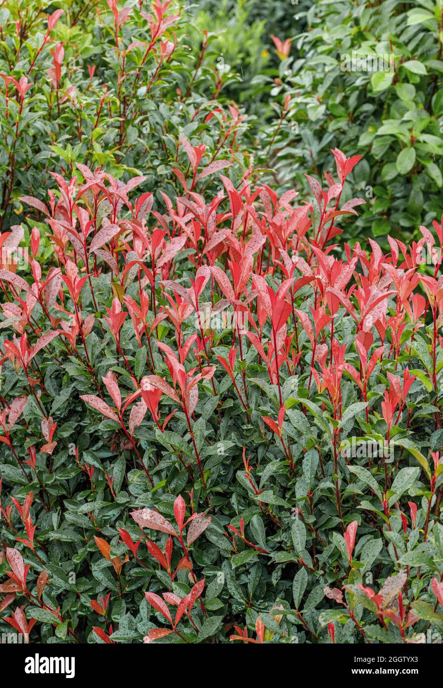 Fraser photinia (Photinia x fraseri 'Carré Rouge', Photinia x fraseri Carré Rouge, Photinia fraseri), leaves of cultivar Carré Rouge, Germany Stock Photo