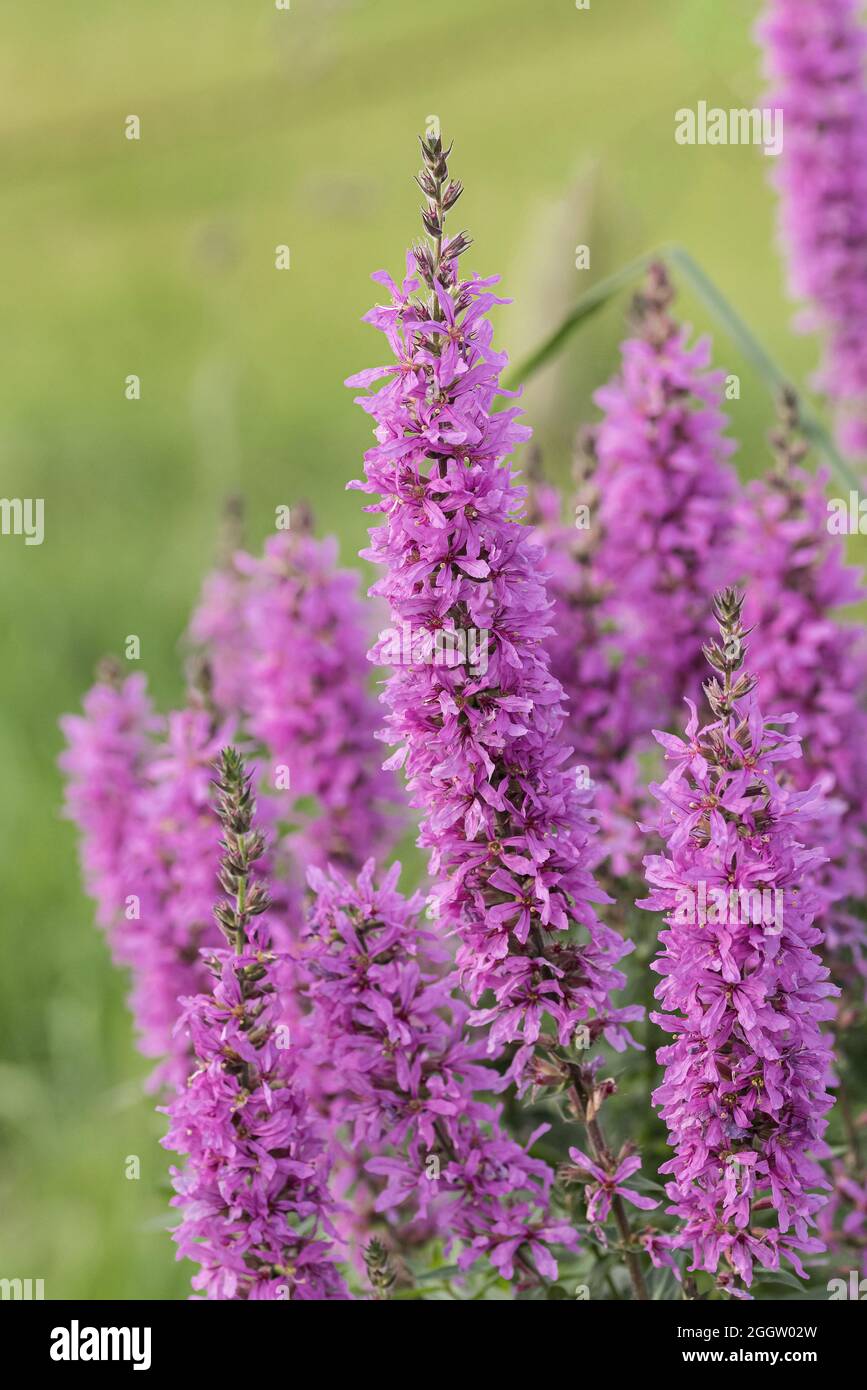 purple loosestrife, spiked loosestrife (Lythrum salicaria), blooming, Germany Stock Photo