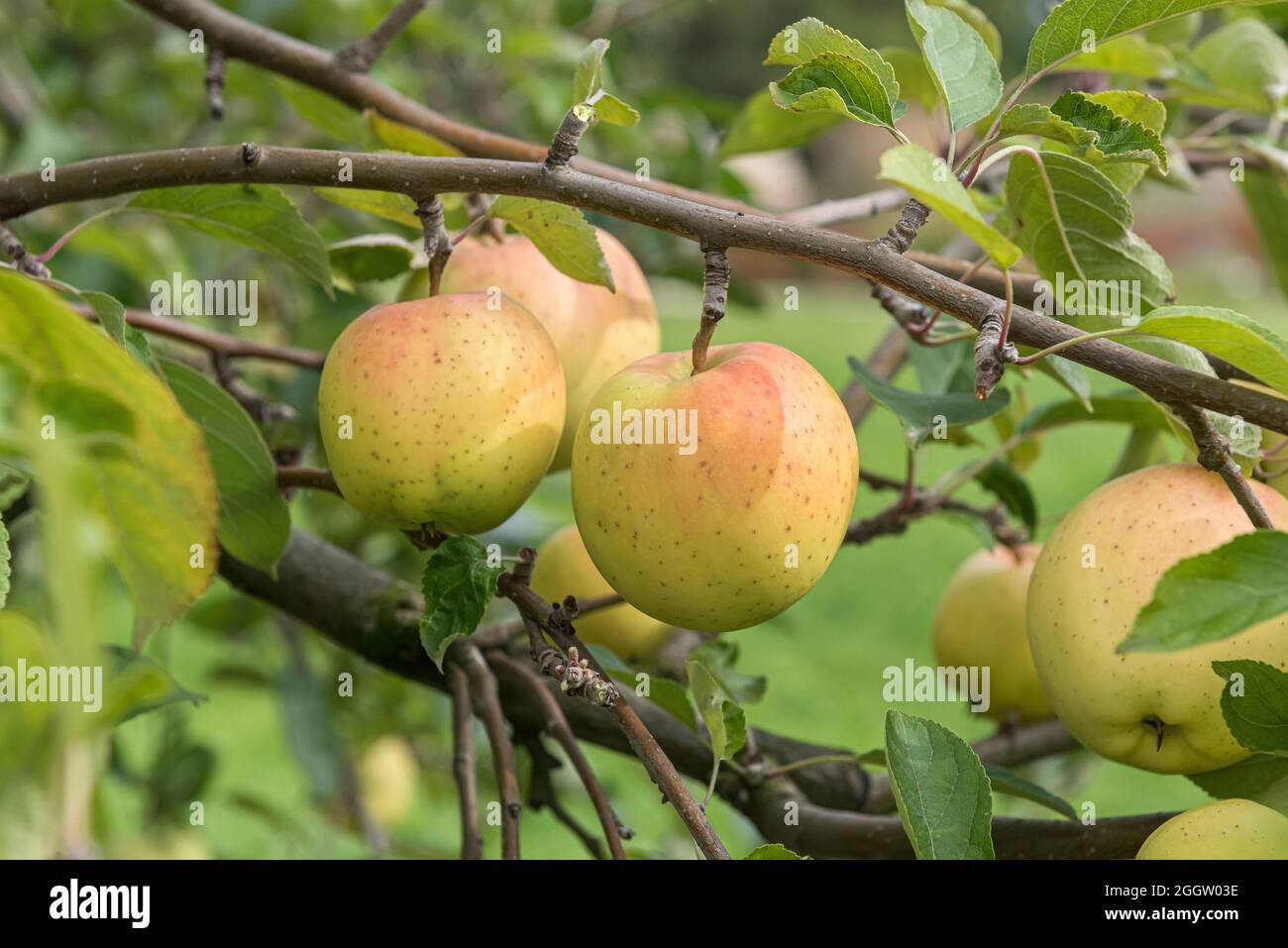 apple (Malus domestica 'Gelber Bellefleur', Malus domestica Gelber Bellefleur), apples on a tre, cultivar Gelber Bellefleur Stock Photo