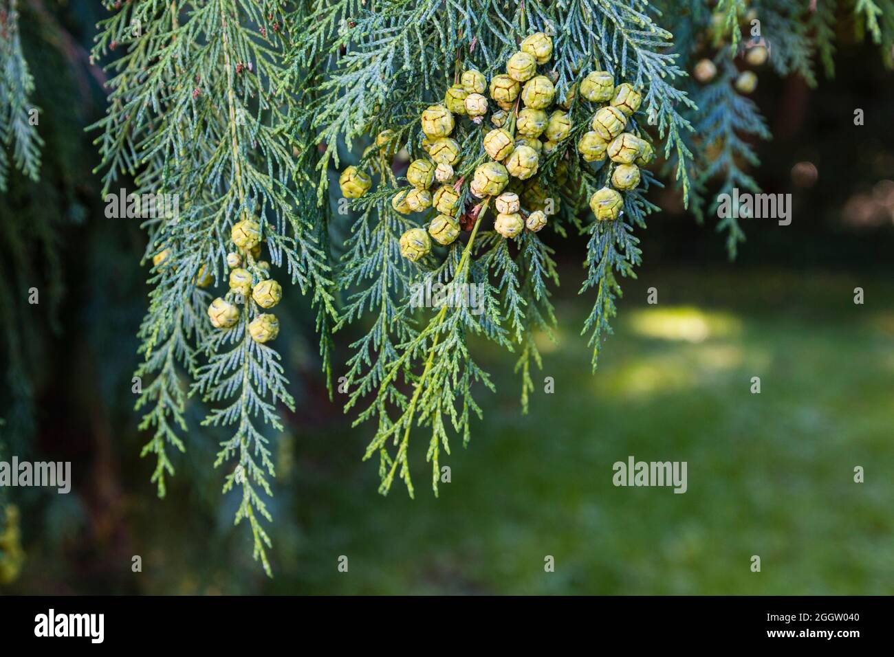 Lawson cypress, Port Orford cedar (Chamaecyparis lawsoniana), fruits of Lawson cypress Stock Photo