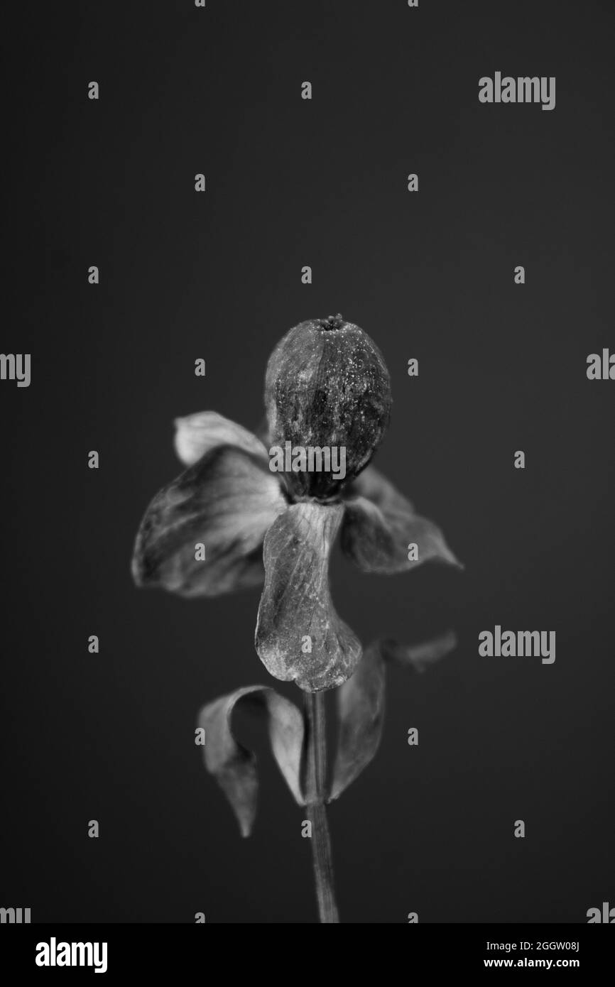 Beautiful black and white plant Stock Photo - Alamy