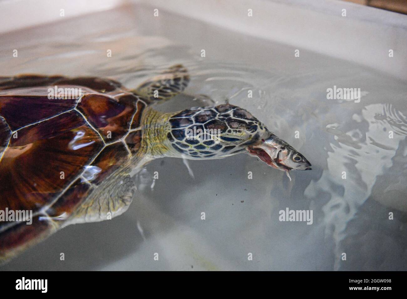 (210903) -- HAIKOU, Sept. 3, 2021 (Xinhua) -- A turtle feeds on a fish at the 'turtle first-aid station' in Hainan Normal University in Haikou, south China's Hainan Province, on Aug. 27, 2021.  Founded in 2013, the 'turtle first-aid station' in Hainan Normal University has been devoted to helping turtles in need and raising people's awareness of turtle protection.  Run by more than 30 volunteers of biology and related majors across the university, this station cures and rehabilitates turtles.    The volunteers said they feel well paid for their arduous work when they watch fully recovered turt Stock Photo