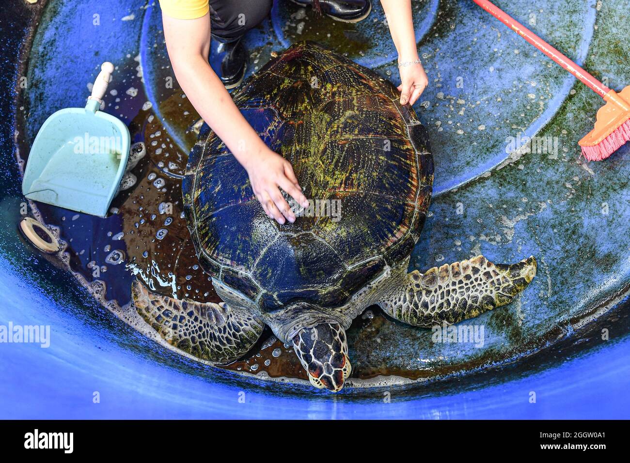(210903) -- HAIKOU, Sept. 3, 2021 (Xinhua) -- A volunteer cleans the shell for a turtle at the 'turtle first-aid station' in Hainan Normal University in Haikou, south China's Hainan Province, on Aug. 27, 2021.  Founded in 2013, the 'turtle first-aid station' in Hainan Normal University has been devoted to helping turtles in need and raising people's awareness of turtle protection.  Run by more than 30 volunteers of biology and related majors across the university, this station cures and rehabilitates turtles.    The volunteers said they feel well paid for their arduous work when they watch ful Stock Photo