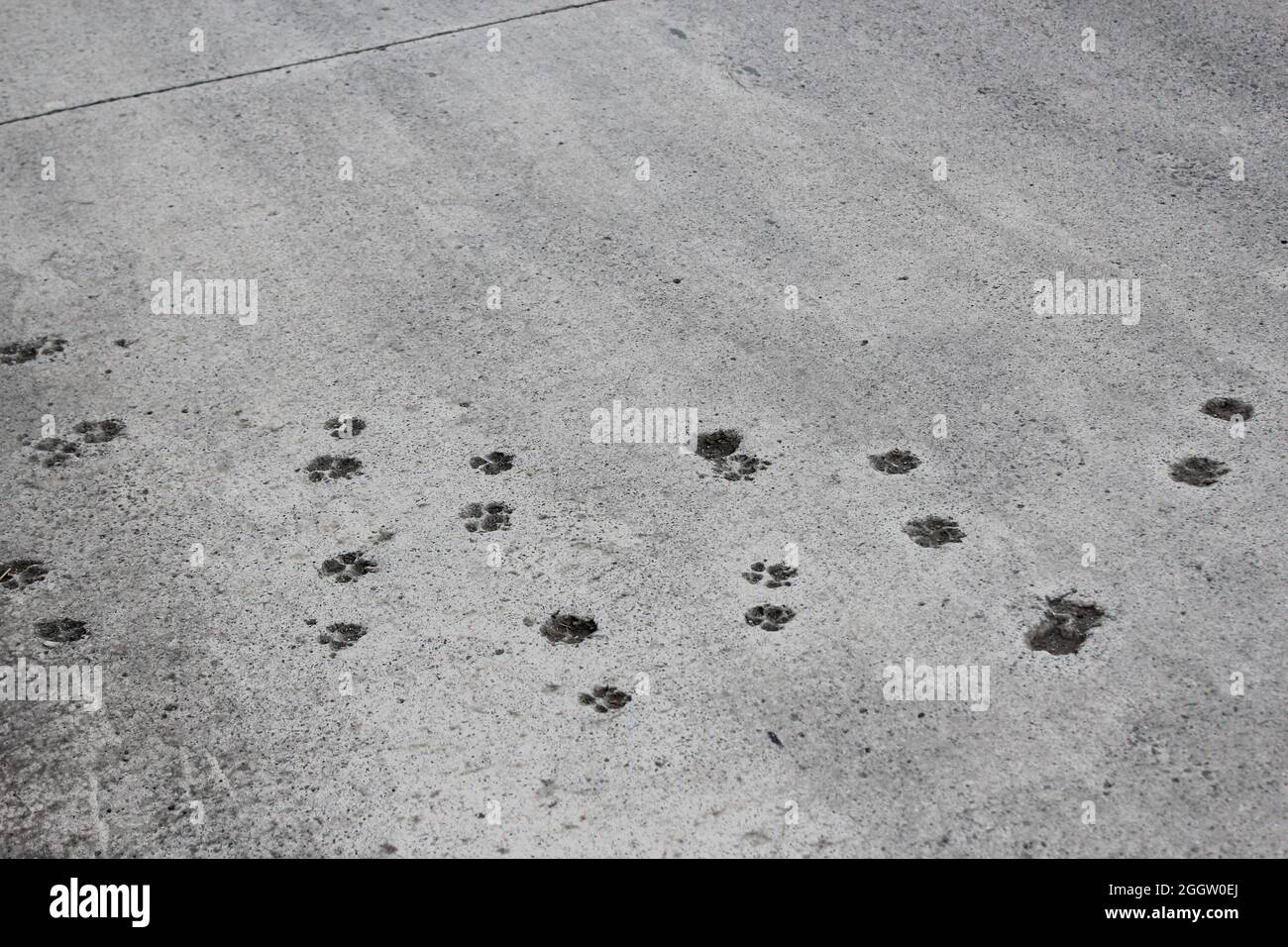 Cat pawprints on the concrete road. Showing us the cats are part of our