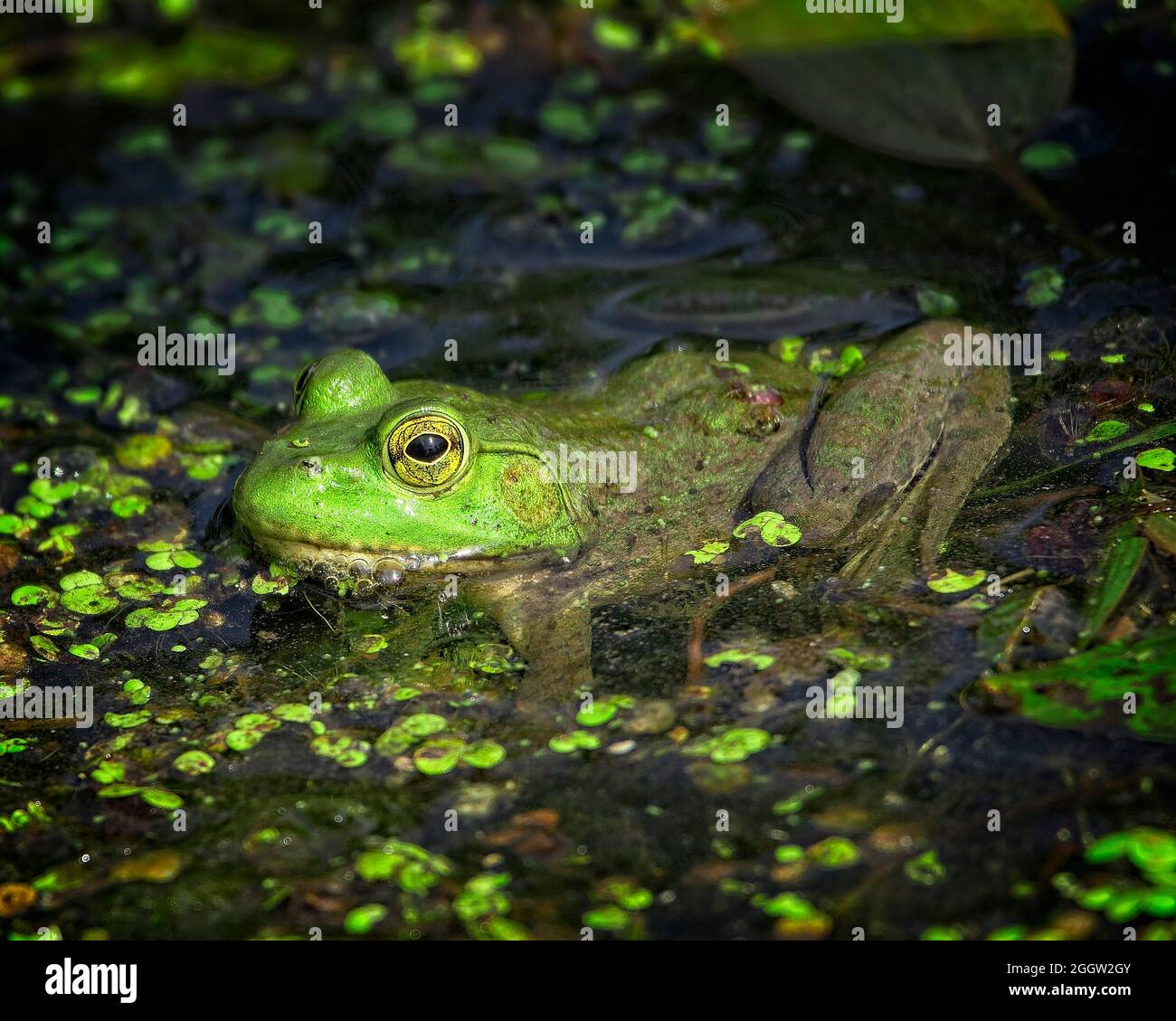 Bull frogs hi-res stock photography and images - Alamy