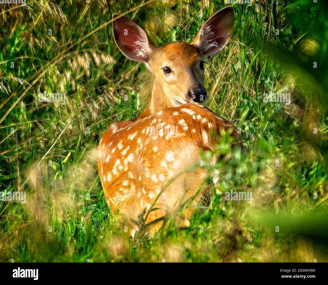 Whitetail deer fawn Stock Photo