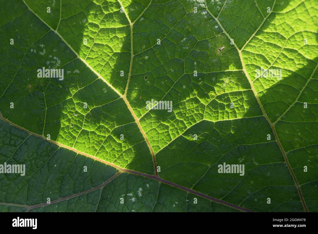 fractal green leaf Stock Photo