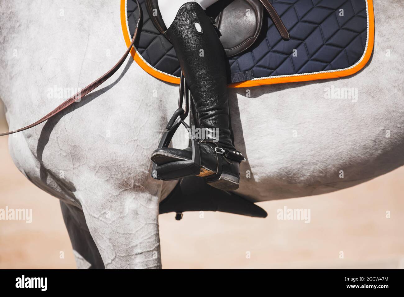 The white horse is wearing a stirrup, a saddlecloth with orange edging and  a saddle in which a rider in black boots with spurs sits. Equestrian sports  Stock Photo - Alamy