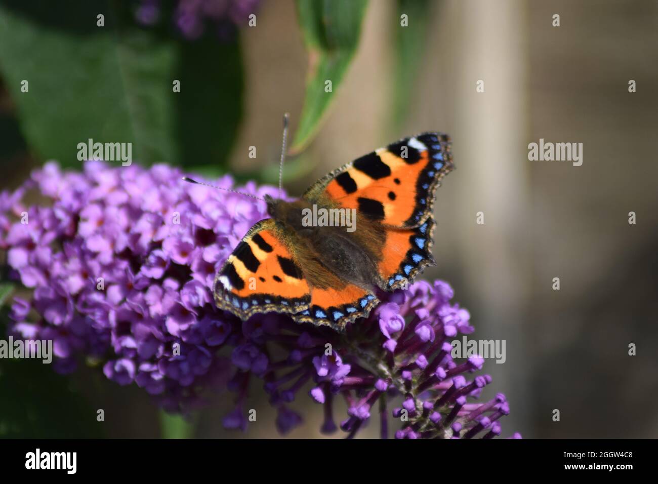 Butterfly on buddleia Stock Photo