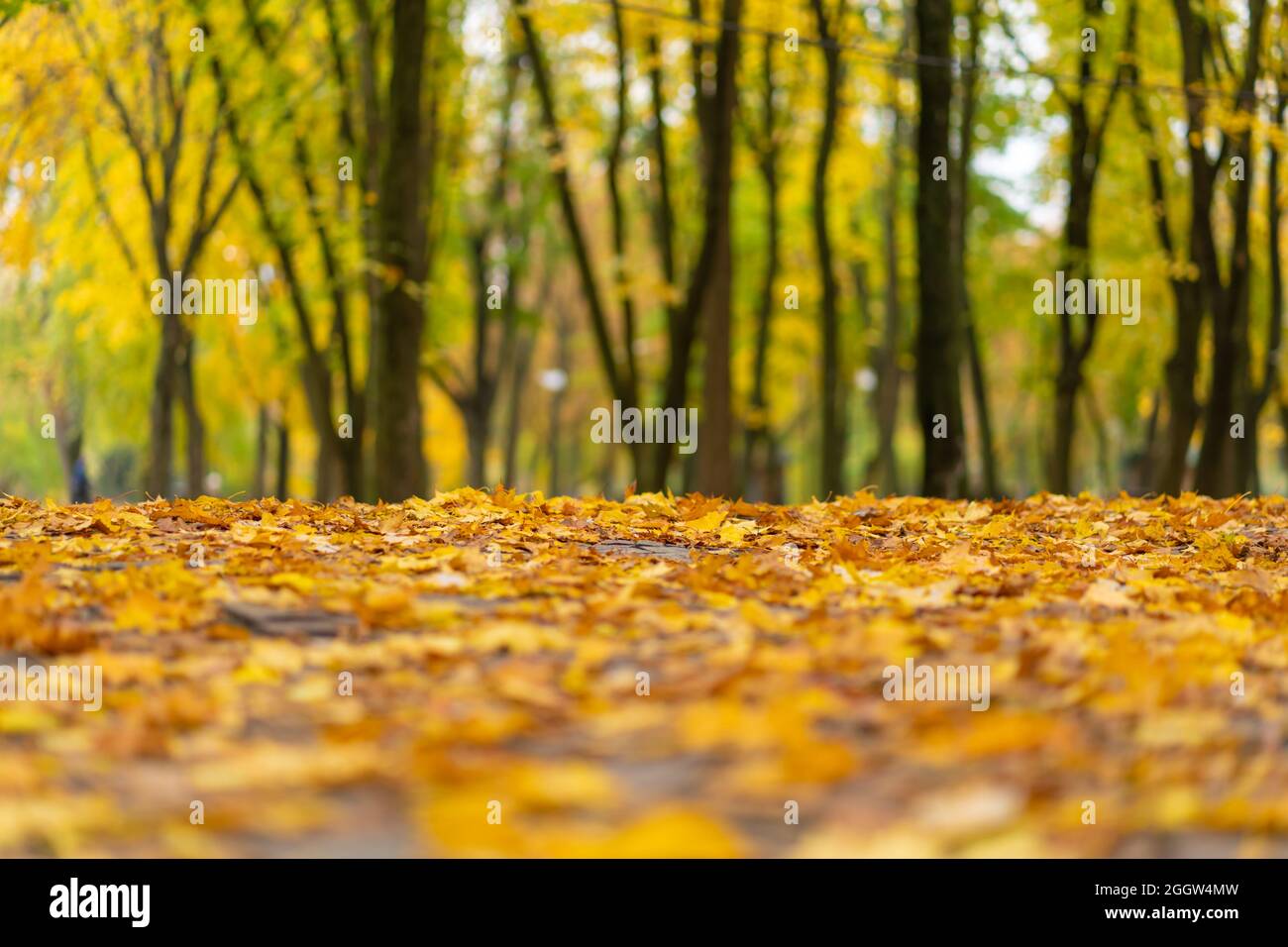 The path is covered with fallen yellow leaves in the autumn park Stock ...