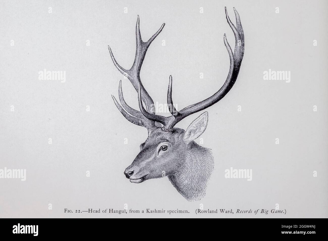 head of a Kashmir stag (Cervus hanglu hanglu), also called hangul, is a