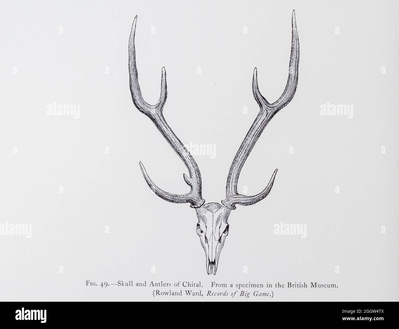 Axis deer axis axis from hires stock photography and images Alamy