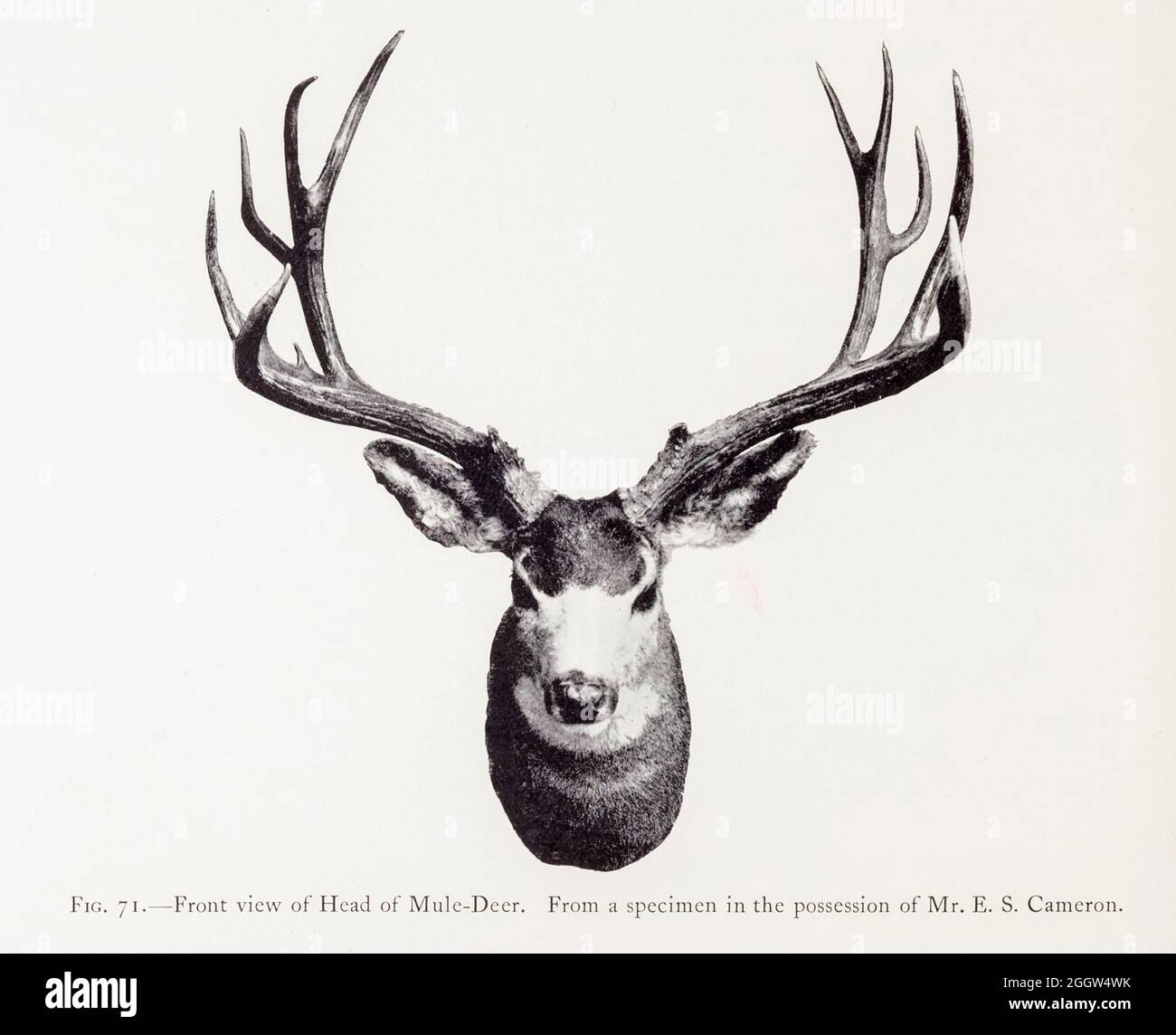The mule deer (Odocoileus hemionus) is a deer indigenous to western North America; it is named for its ears, which are large like those of the mule. from the book ' The deer of all lands : a history of the family Cervidae, living and extinct ' by Richard Lydekker, Published in London by Ward 1898 Stock Photo