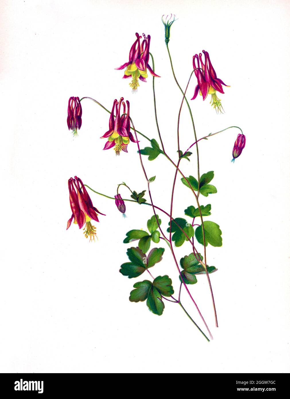The Wild Columbine. (Aquilegia canadensis), the Canadian or Canada columbine, eastern red columbine, or wild columbine, is a species of flowering plant in the buttercup family Ranunculaceae. It is an herbaceous perennial native to woodland and rocky slopes in eastern North America, prized for its red and yellow flowers. It readily hybridizes with other species in the genus Aquilegia.   from the book Beautiful wild flowers of America : from original water-color drawings after nature by  Isaac Sprague, 1811-1895 Published by Troy, Nims and Knights in New York in 1884 With Descriptive text by Rev Stock Photo