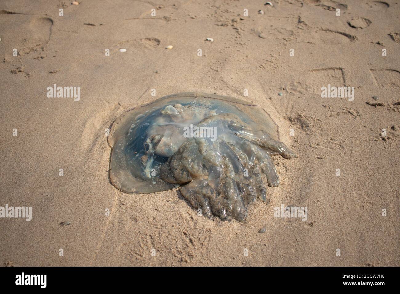 A big washed up jellyfish at the Dutch coast (Kijkduin, The Hague, The Netherlands) Stock Photo