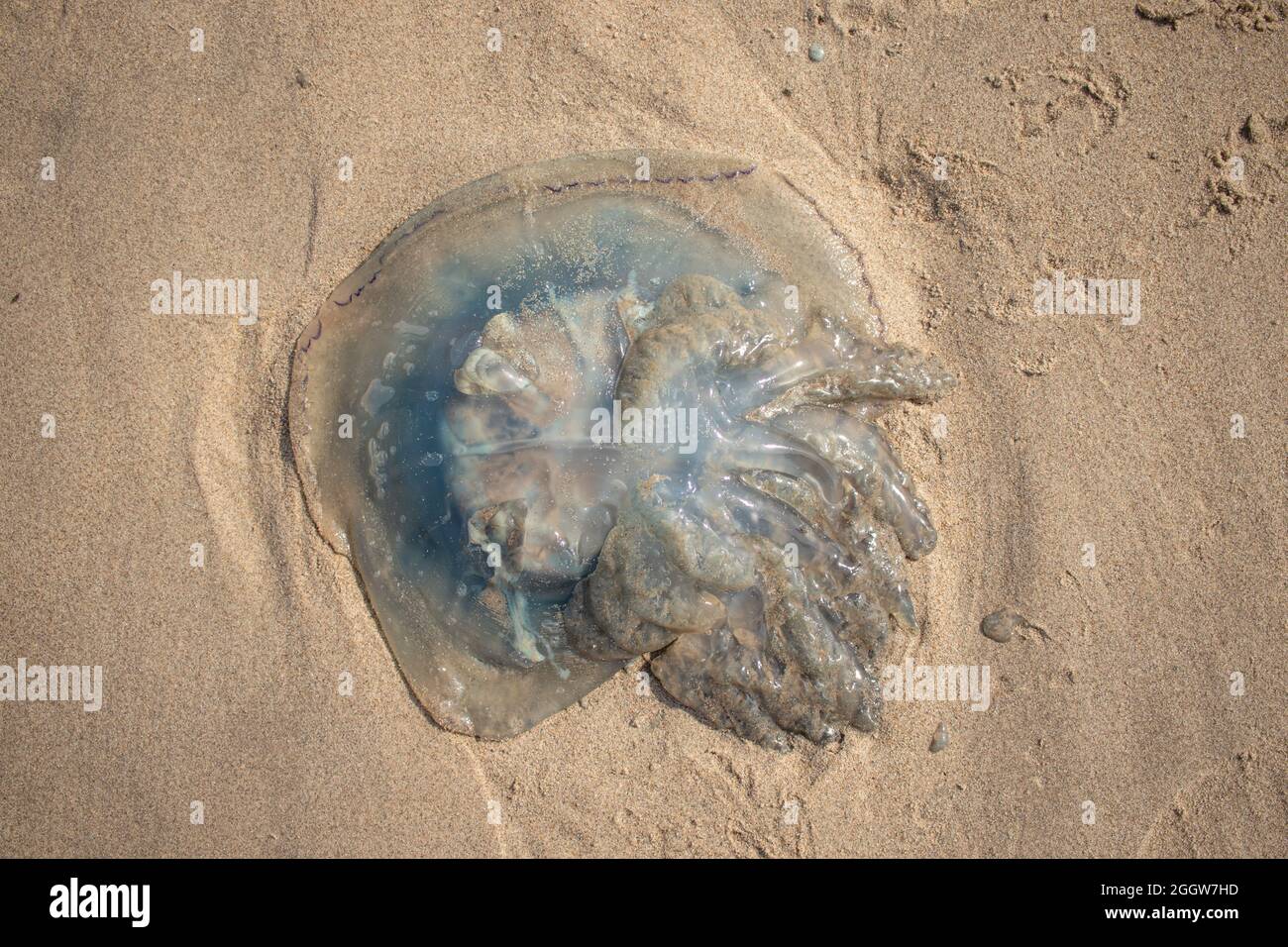 A big washed up jellyfish at the Dutch coast (Kijkduin, The Hague, The Netherlands) Stock Photo